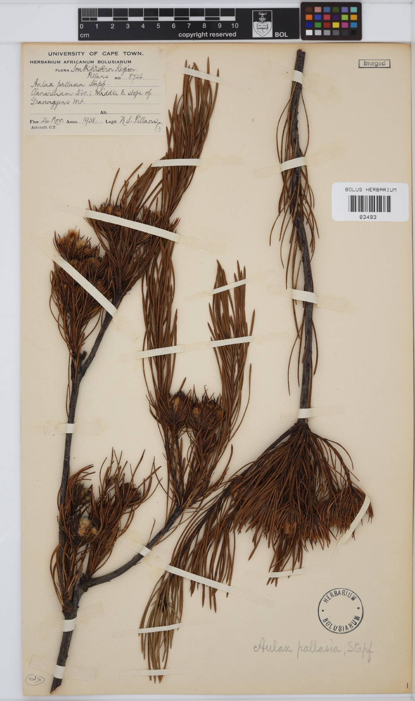 Aulax image