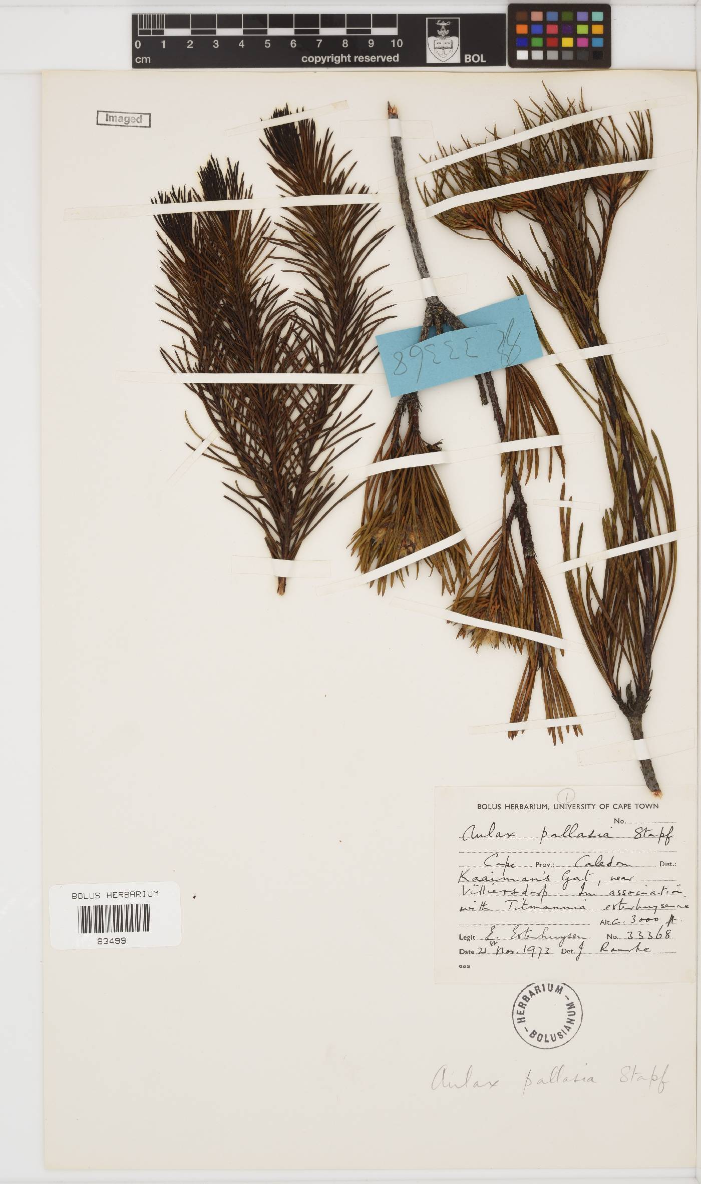 Aulax pallasia image
