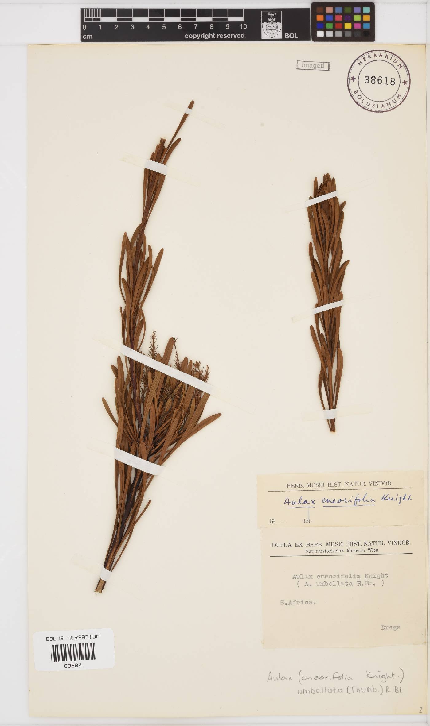 Aulax umbellata image