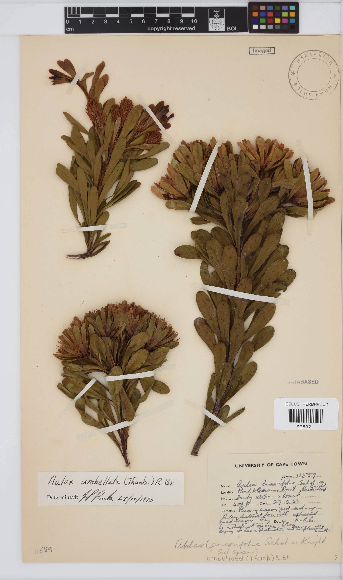 Aulax umbellata image