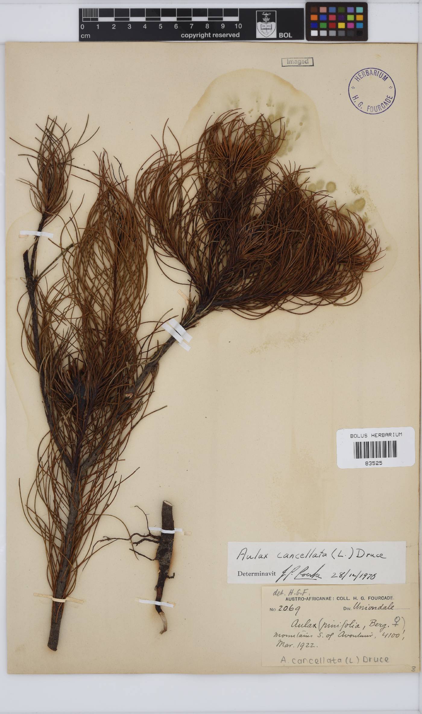 Aulax cancellata image
