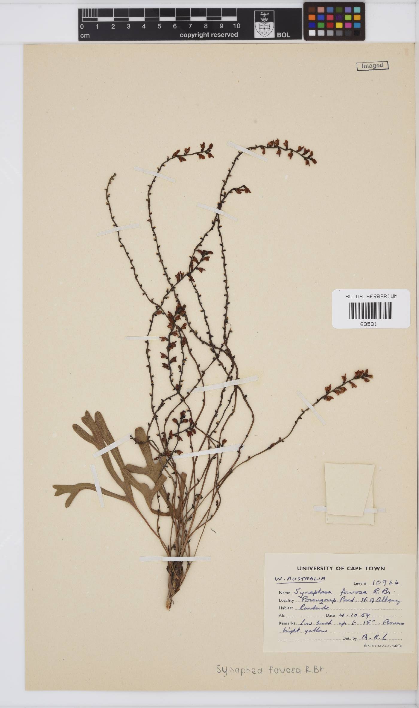 Synaphea favosa image
