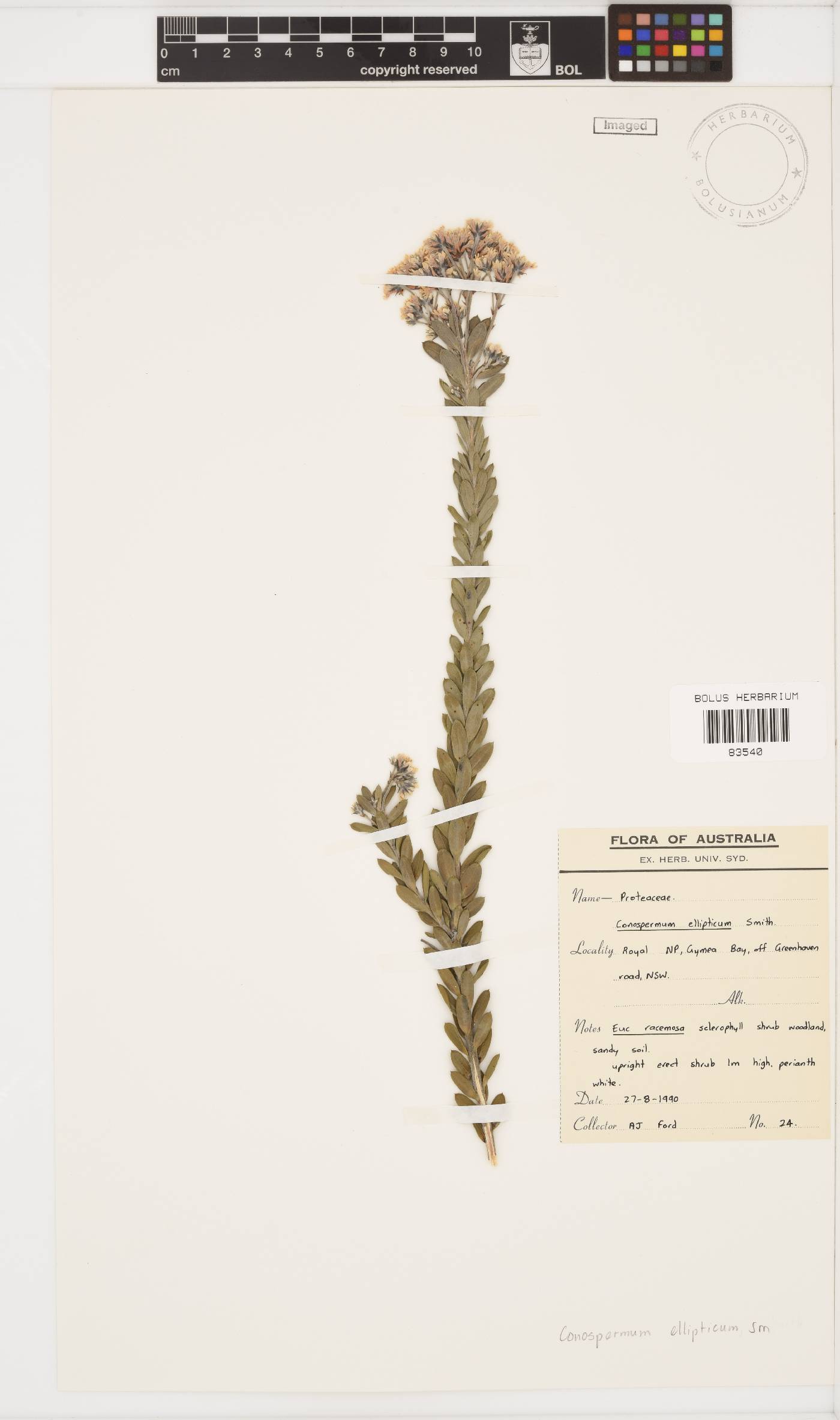Conospermum ellipticum image