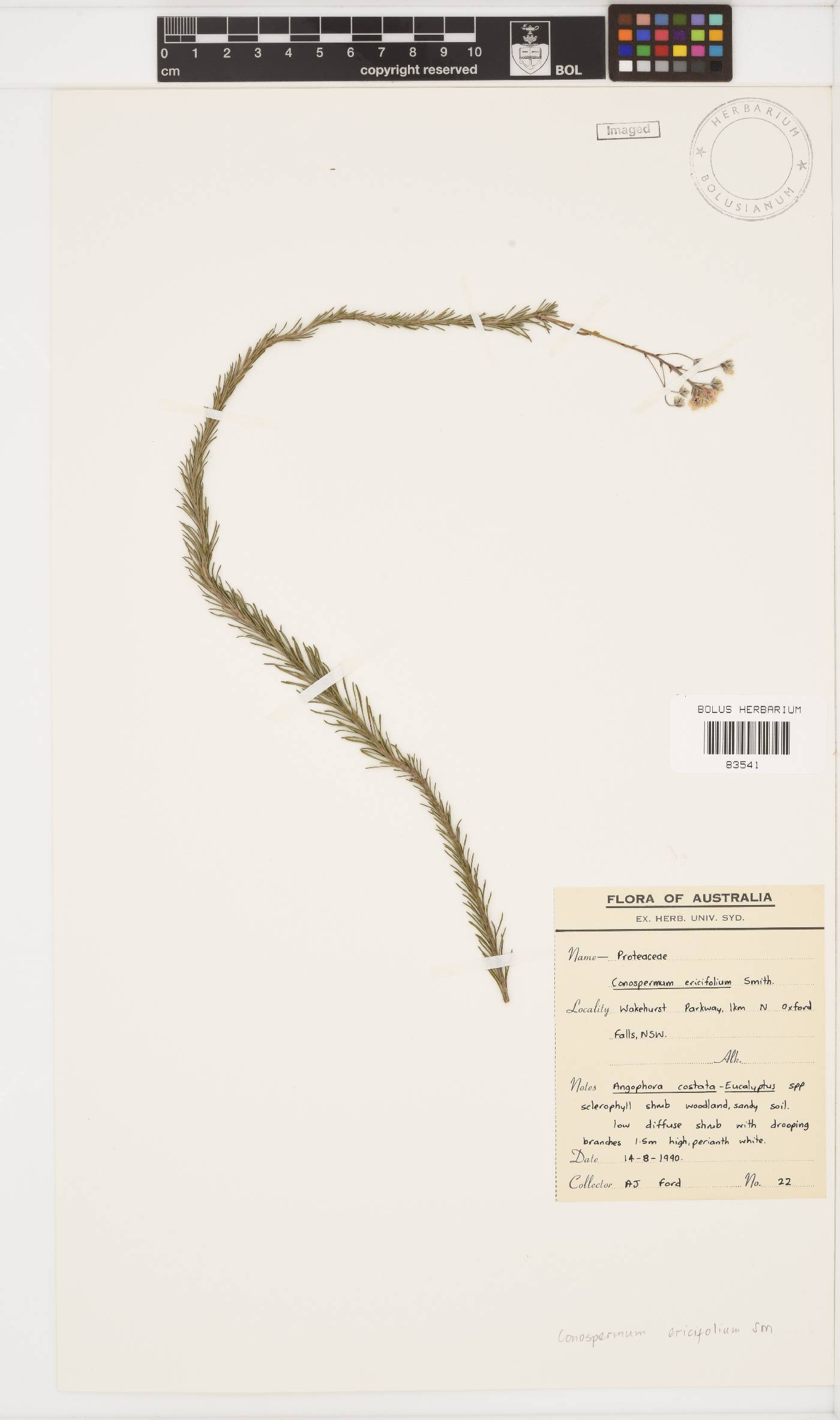 Conospermum ericifolium image