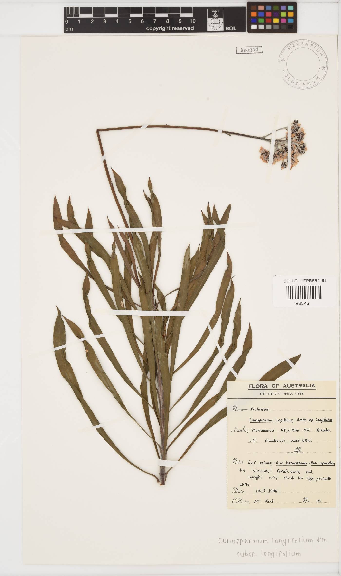 Conospermum longifolium subsp. longifolium image