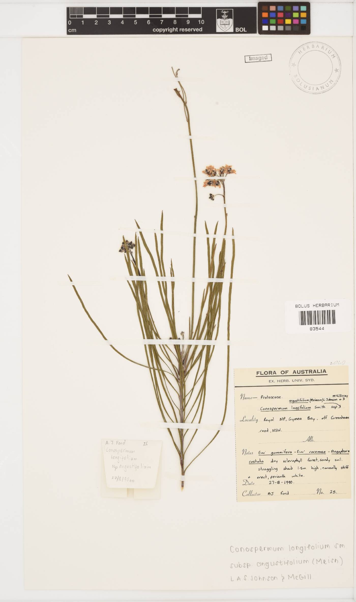Conospermum longifolium subsp. angustifolium image