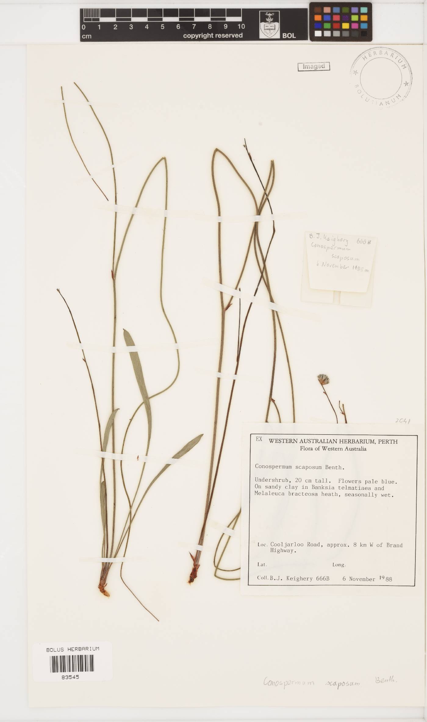Conospermum scaposum image