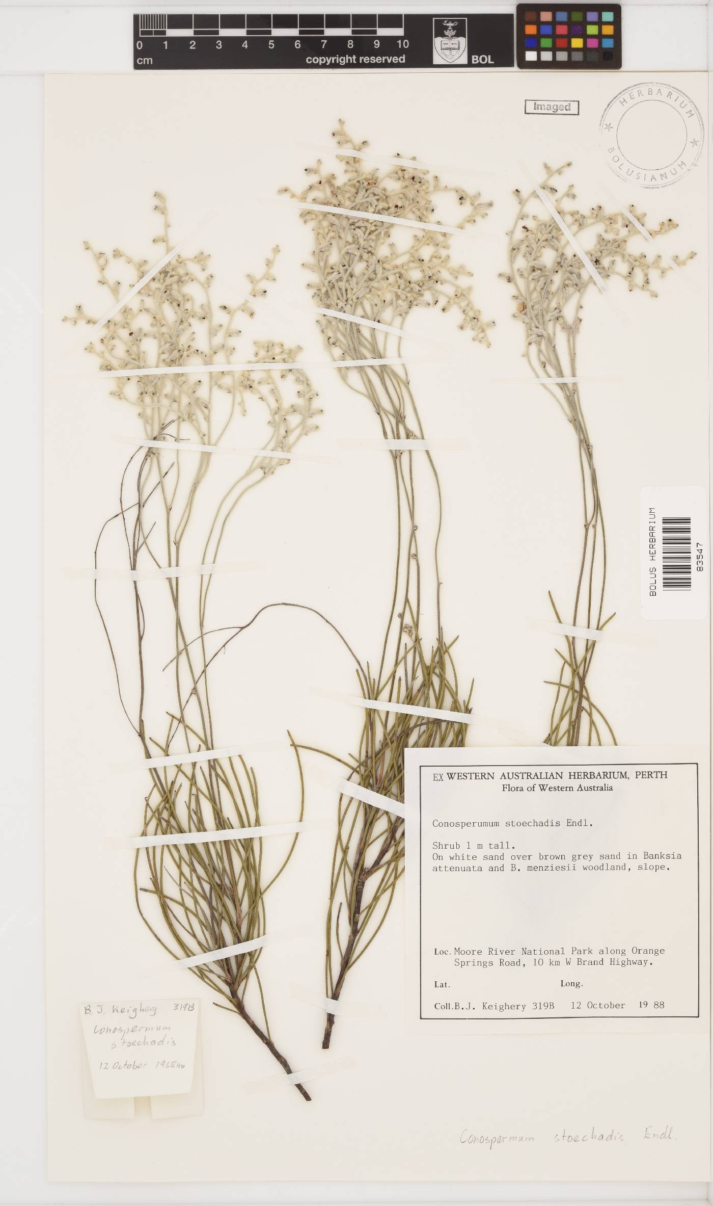 Conospermum stoechadis image