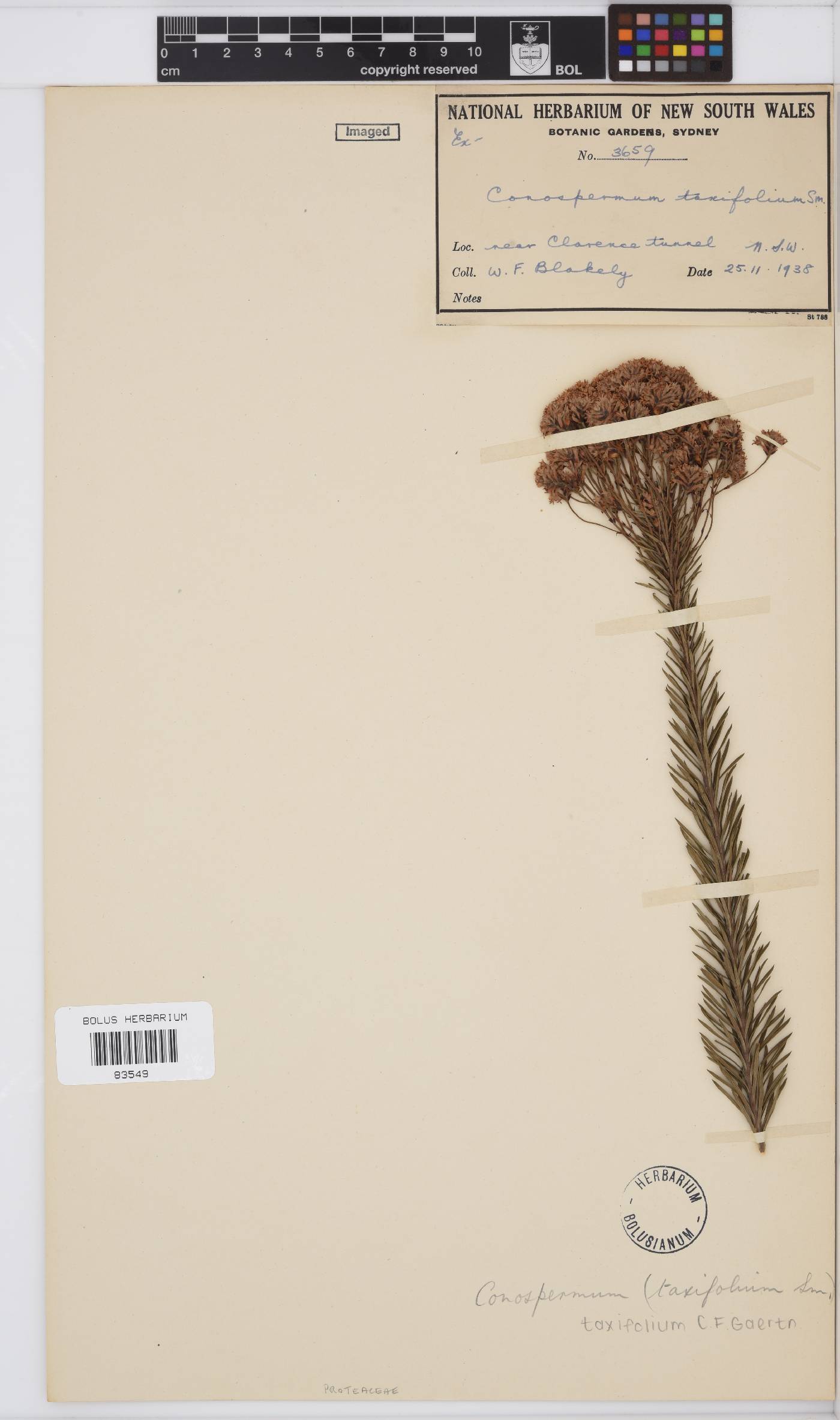 Conospermum taxifolium image