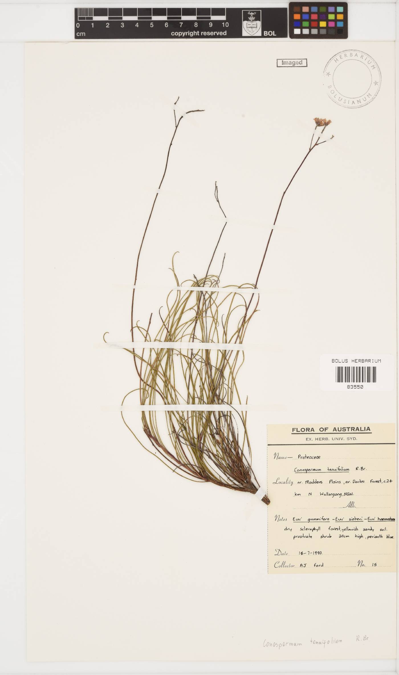 Conospermum tenuifolium image