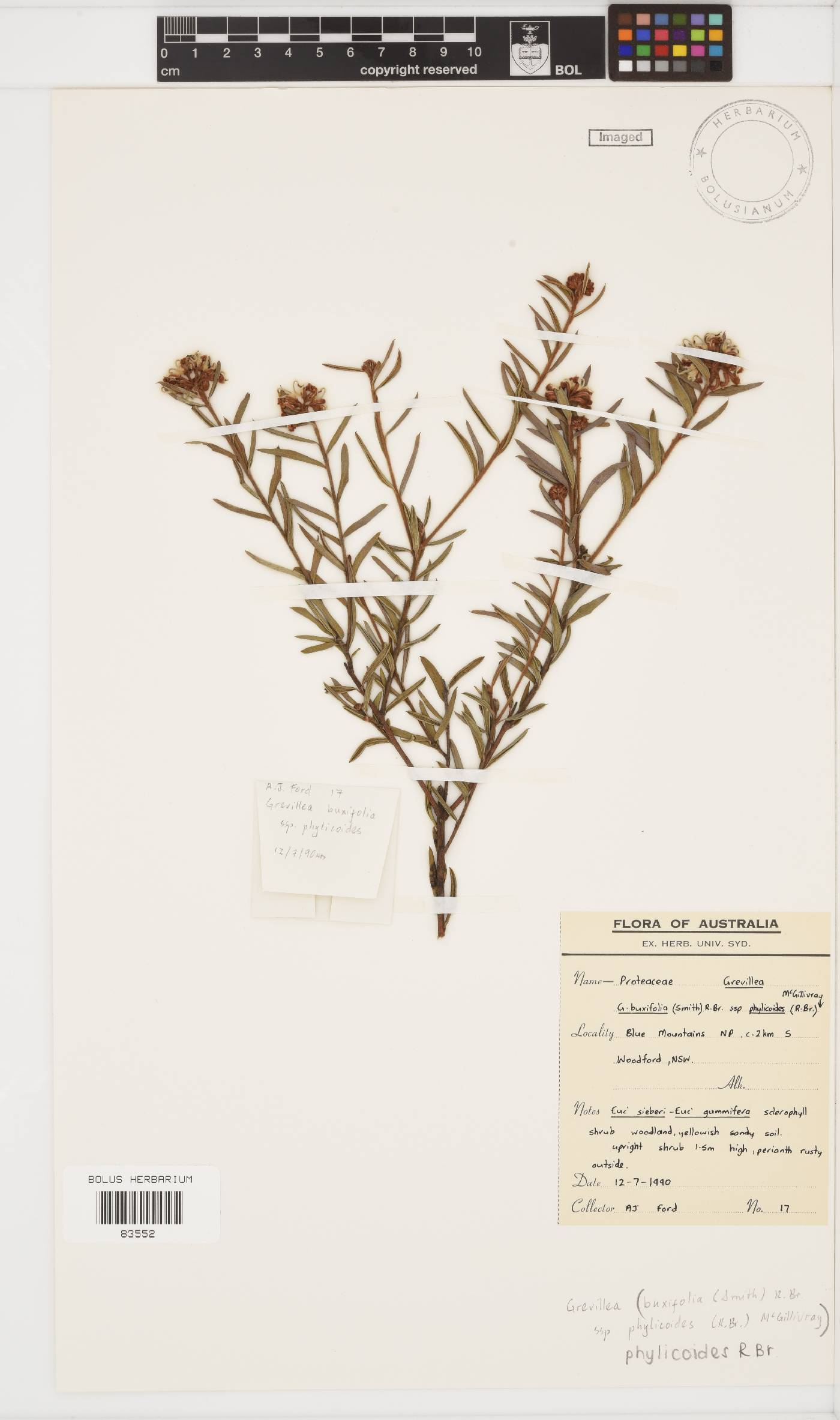 Grevillea phylicoides image