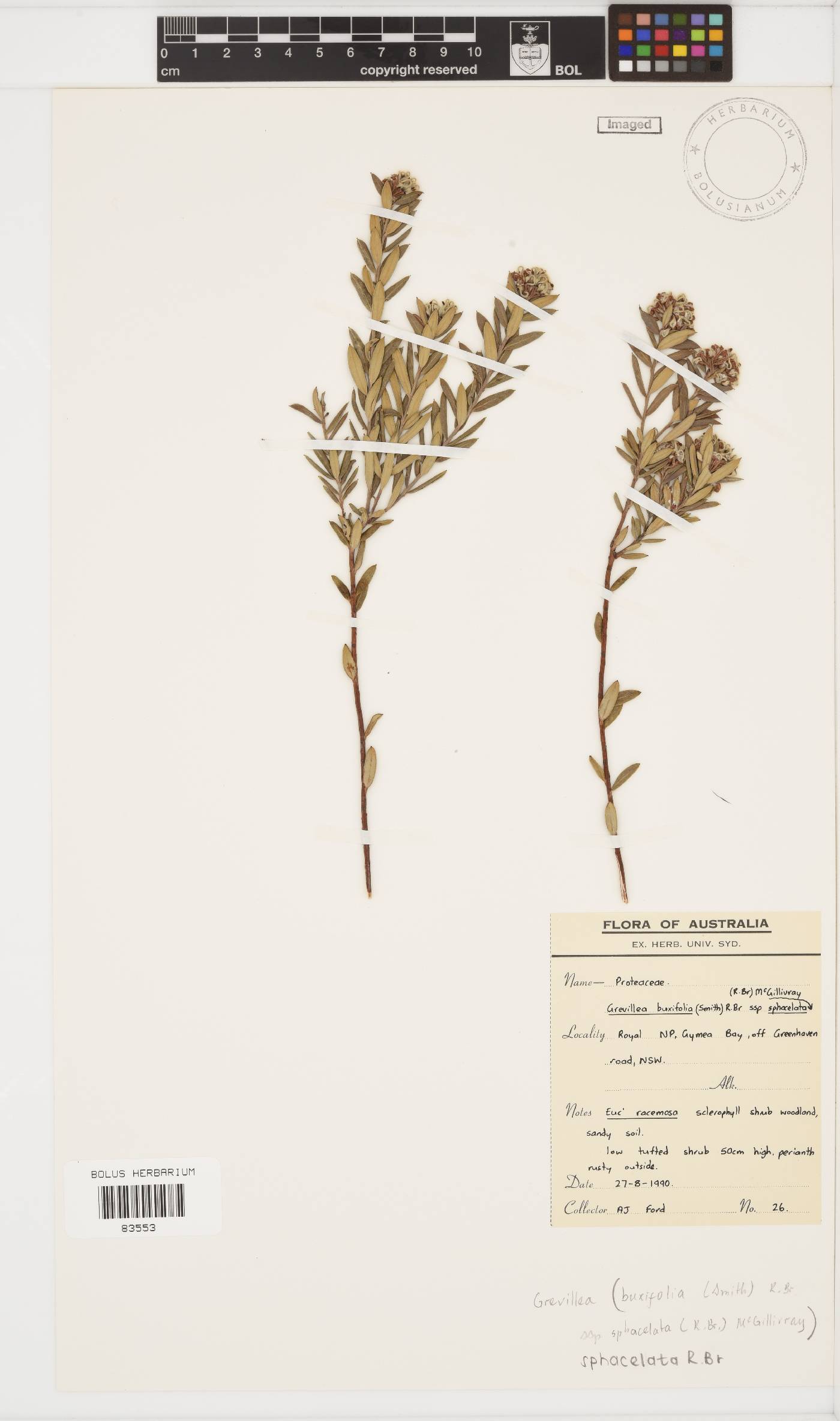 Grevillea sphacelata image