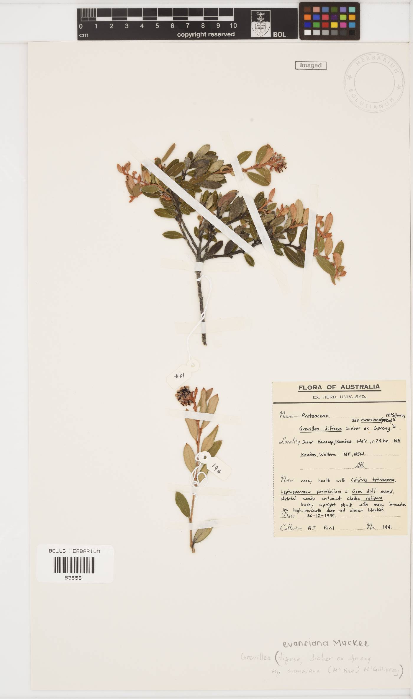 Grevillea evansiana image
