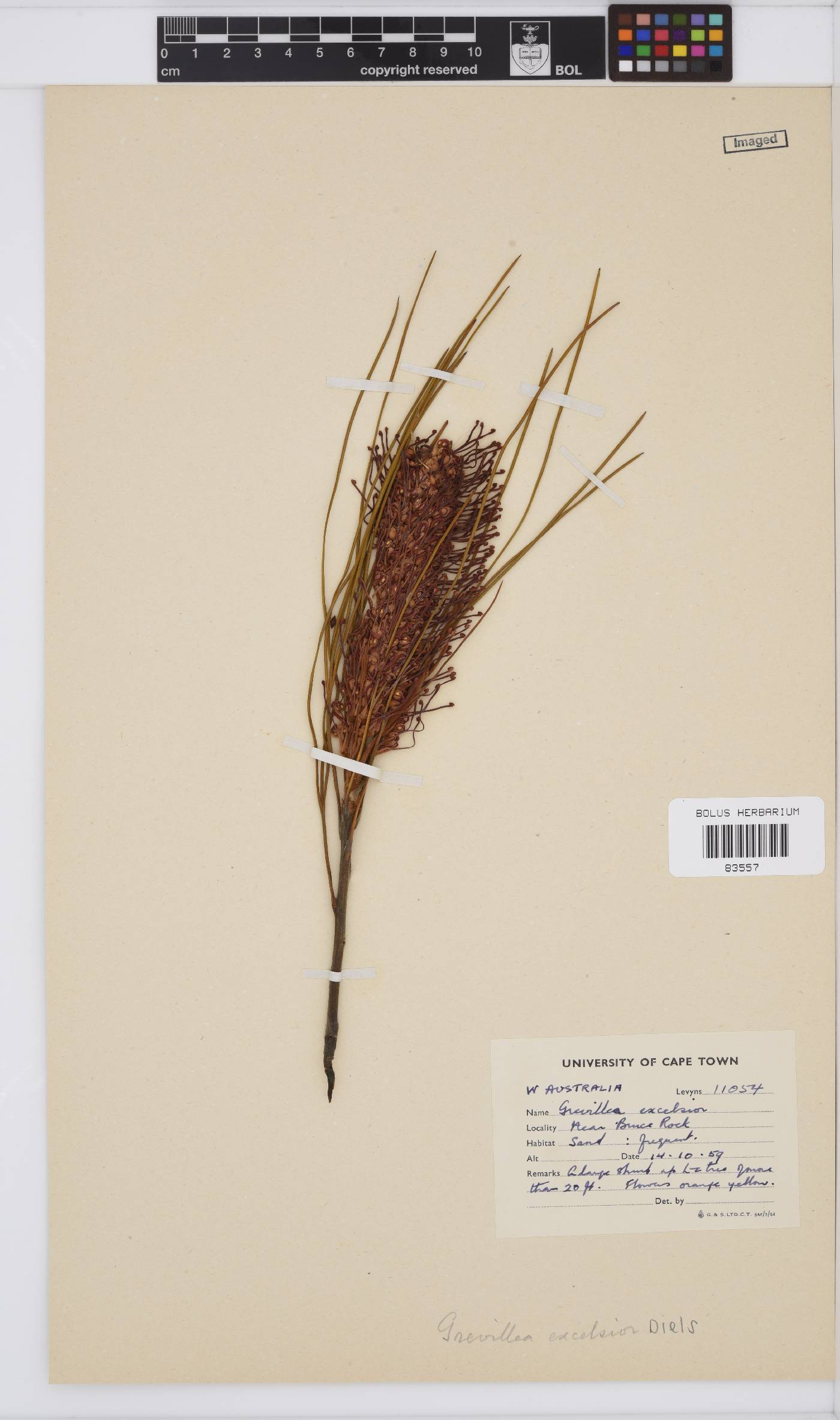Grevillea excelsior image