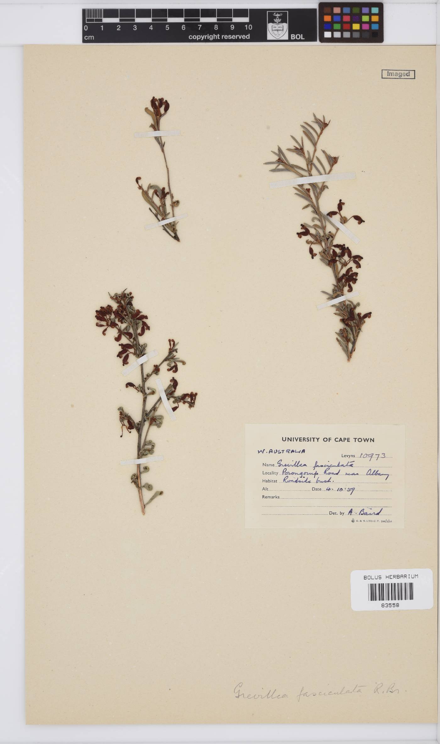 Grevillea fasciculata image