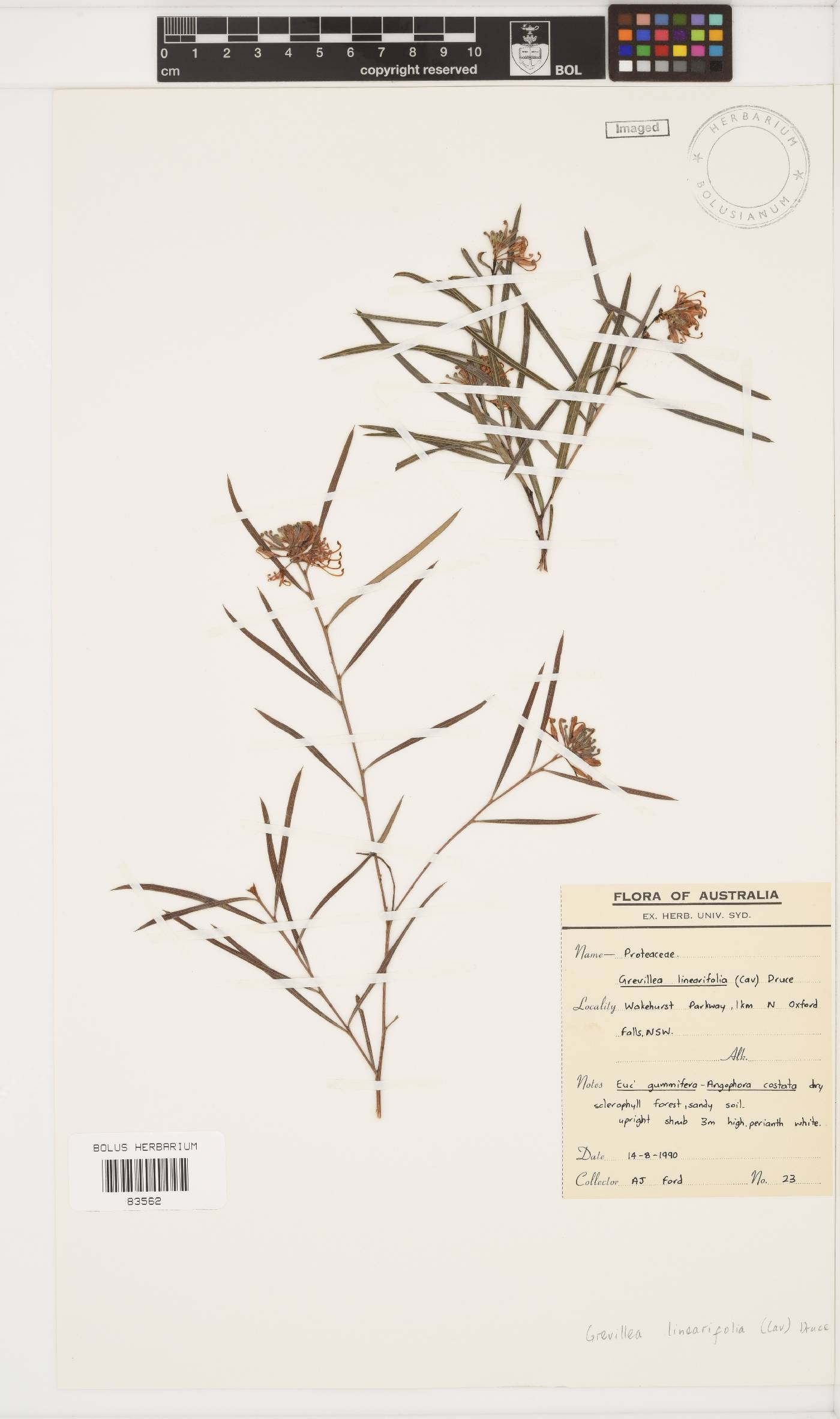 Grevillea linearifolia image