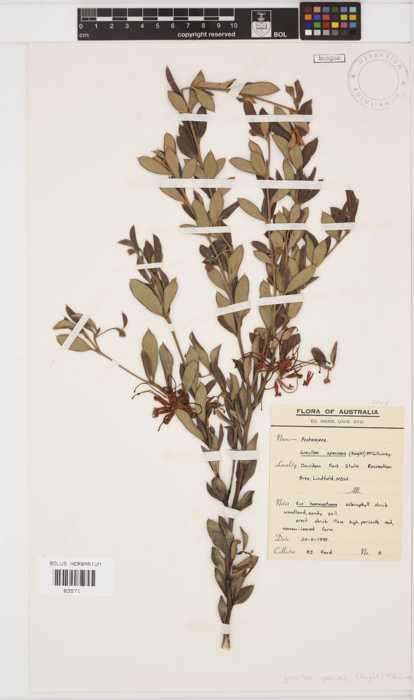 Grevillea image