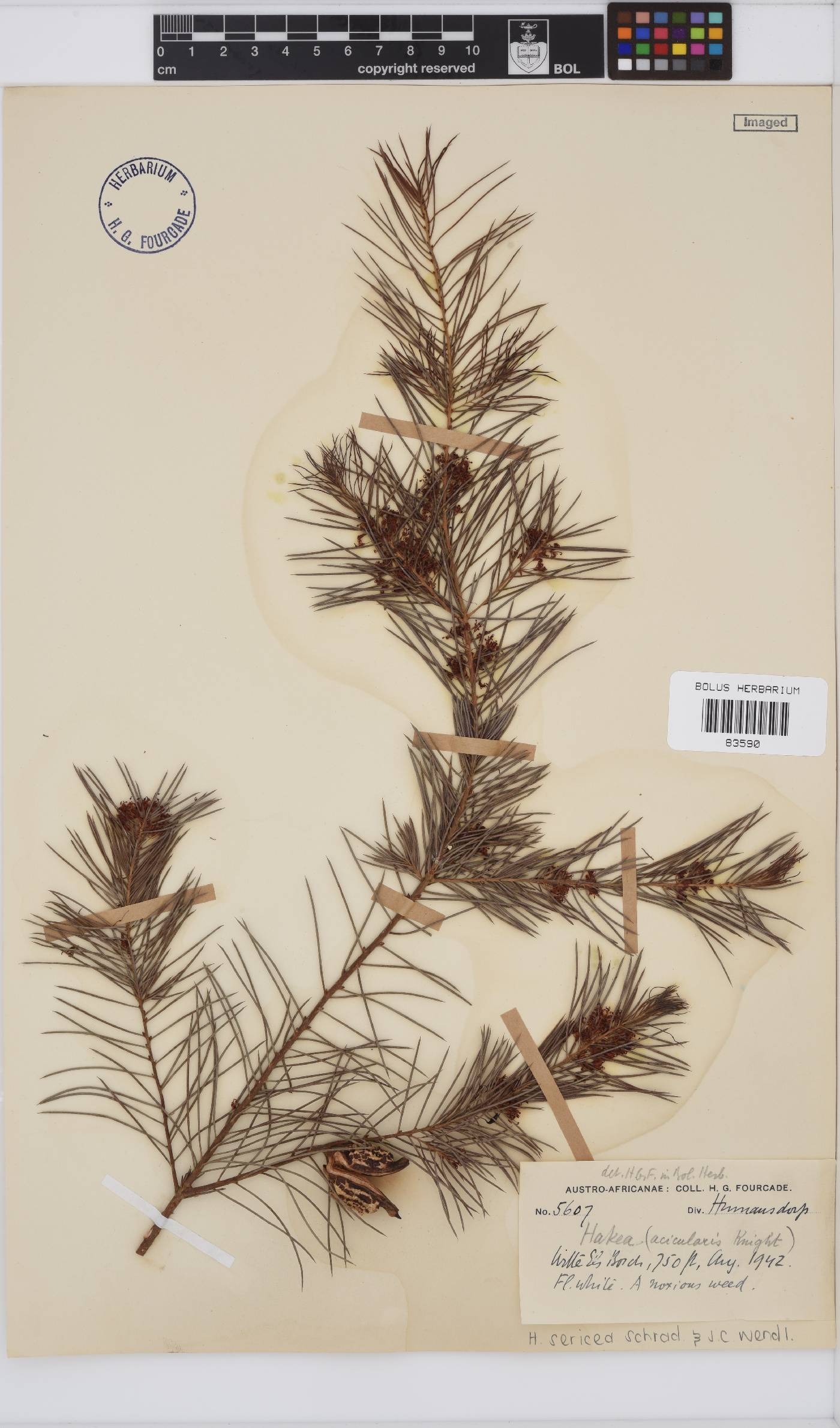 Hakea sericea image