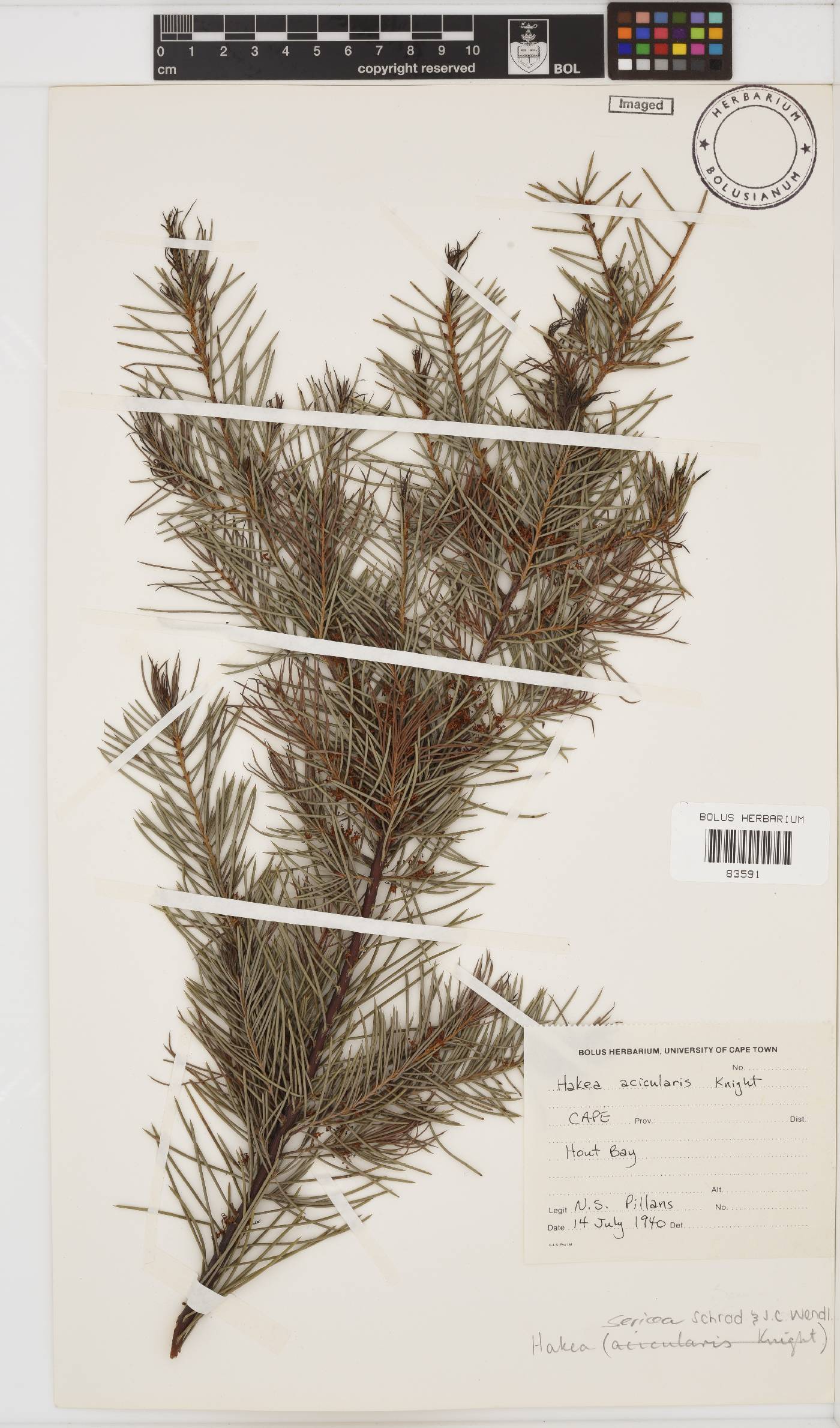 Hakea sericea image