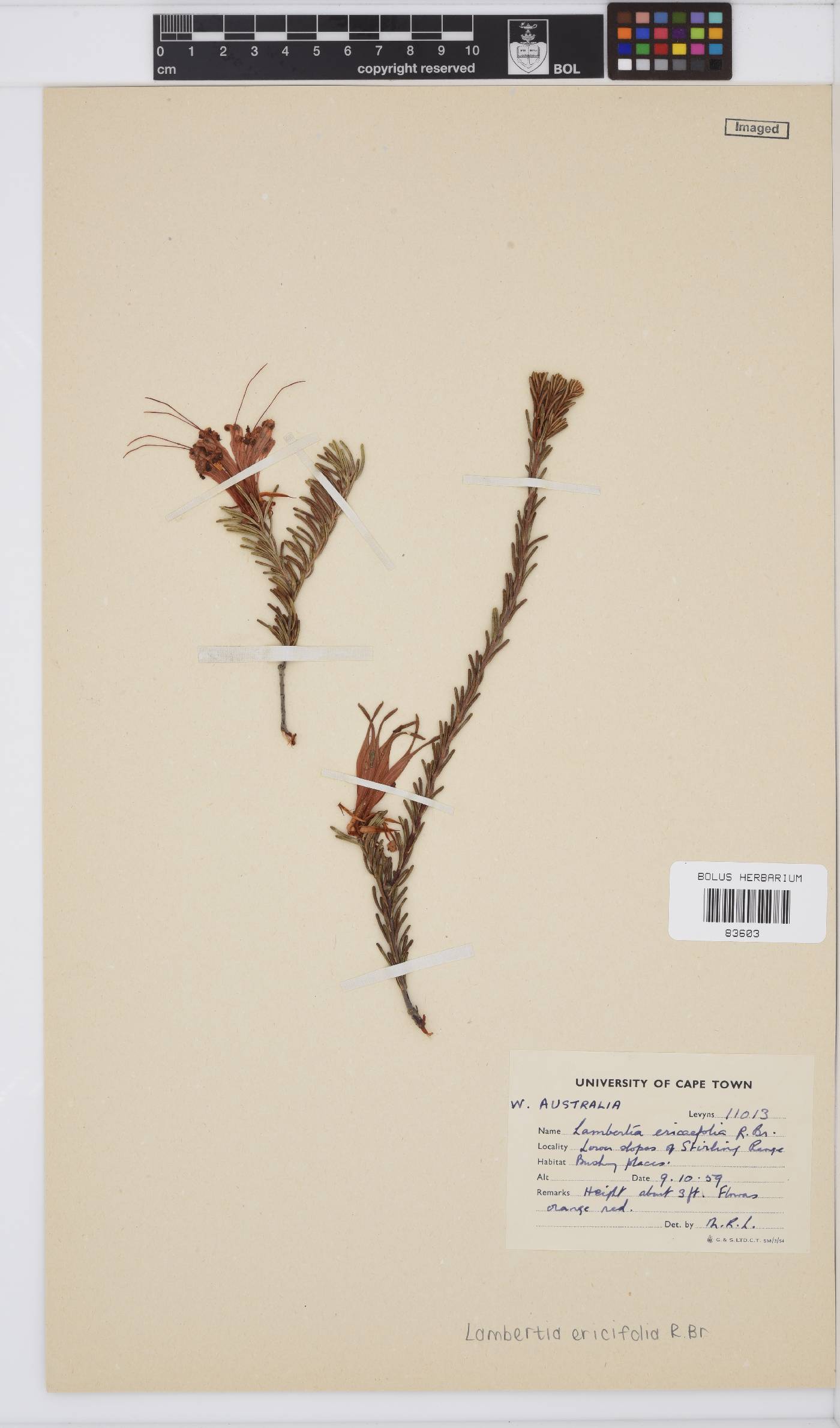 Lambertia ericifolia image