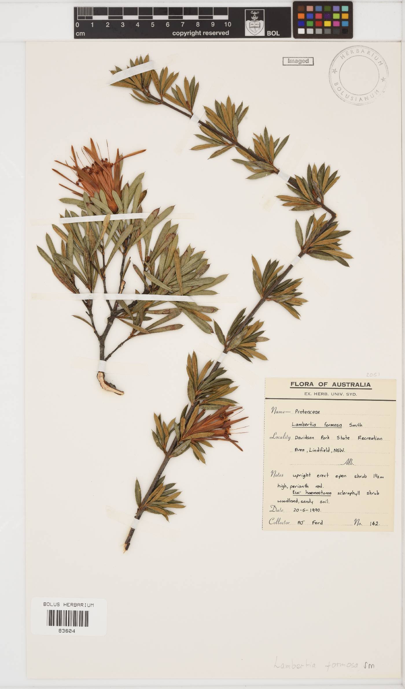 Lambertia formosa image