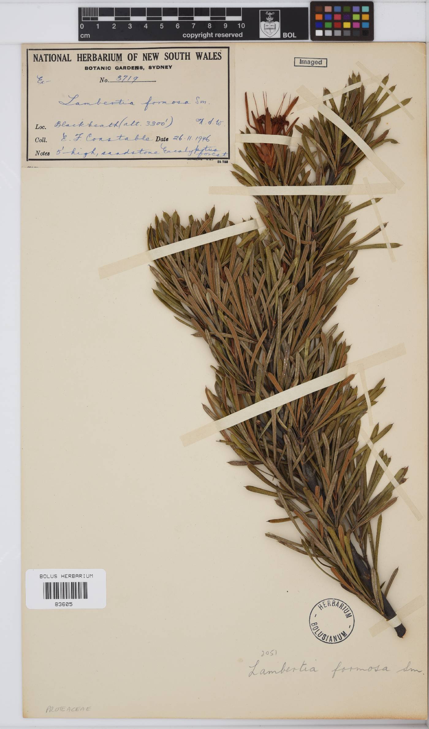 Lambertia image