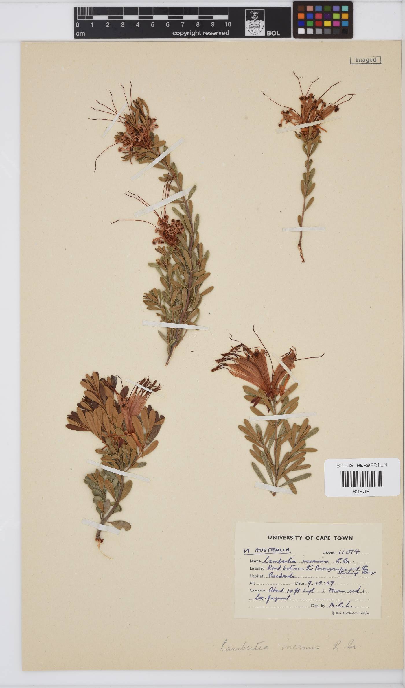 Lambertia inermis image