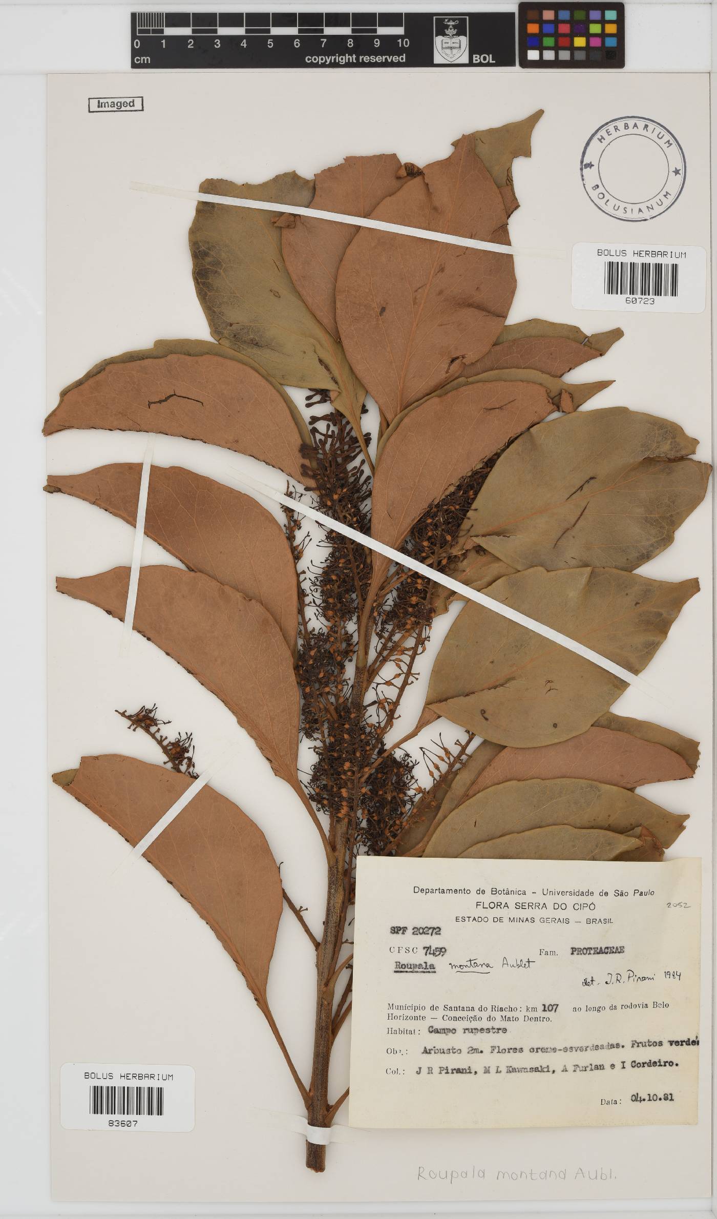 Roupala montana image