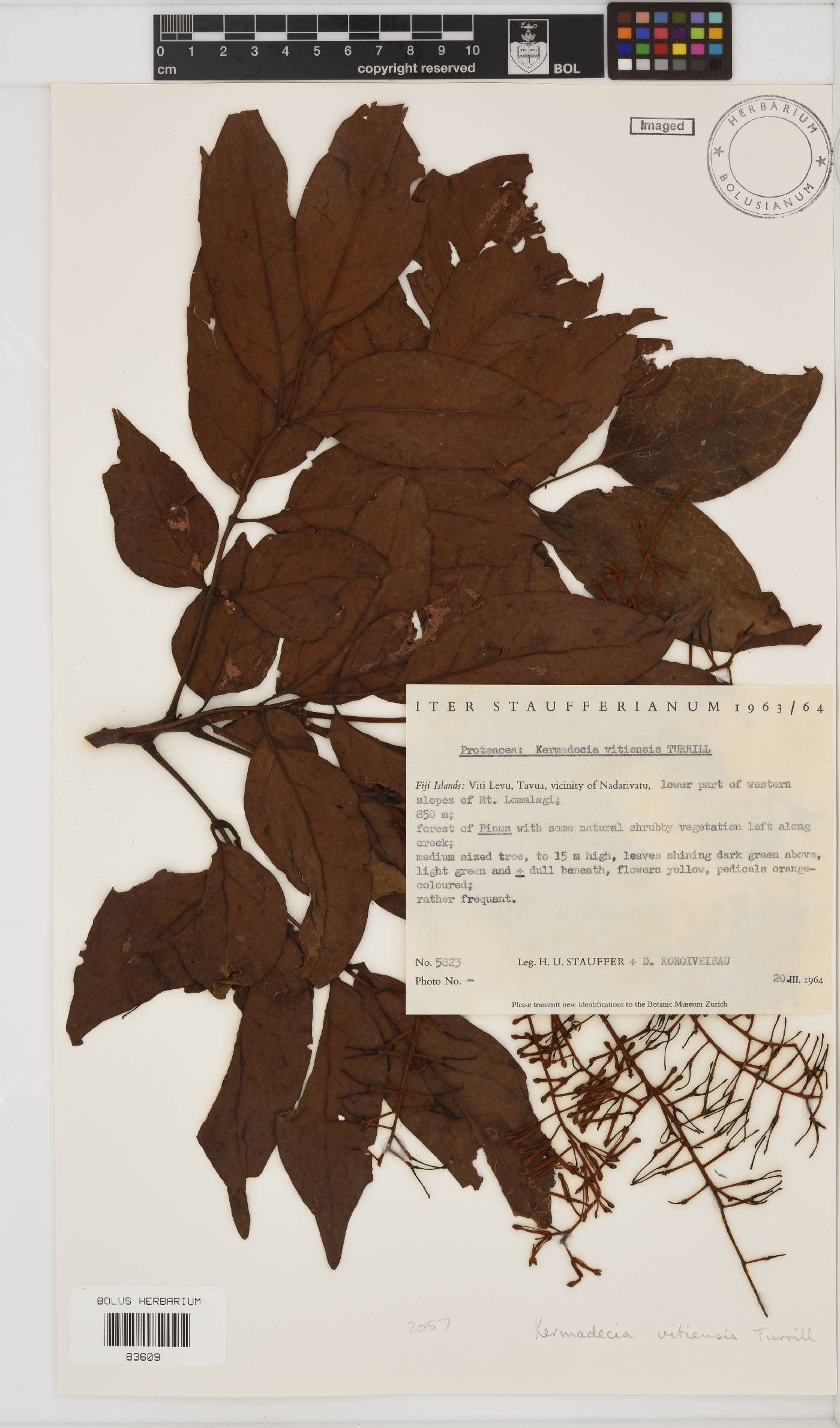 Kermadecia vitiensis image