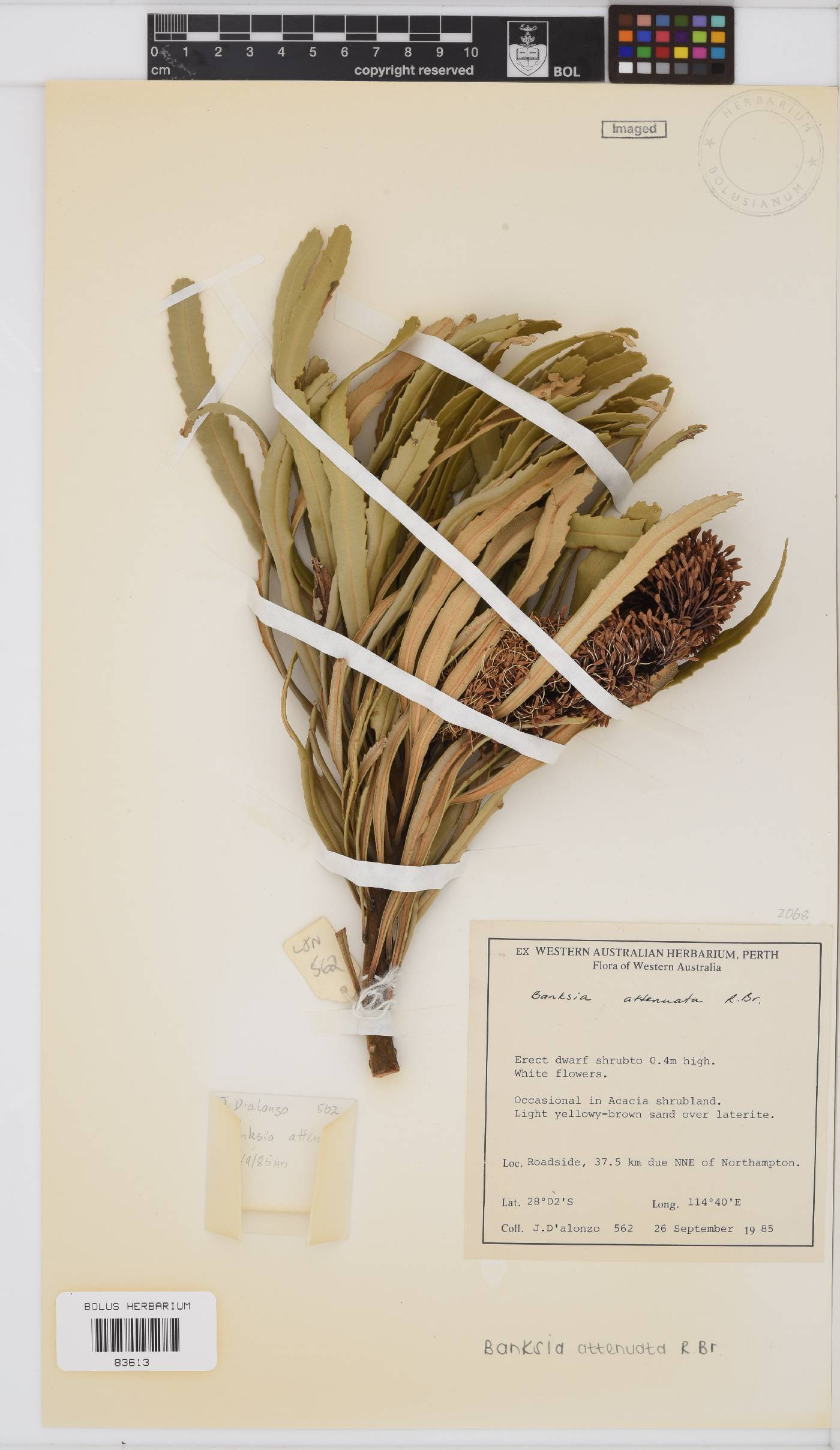 Banksia attenuata image