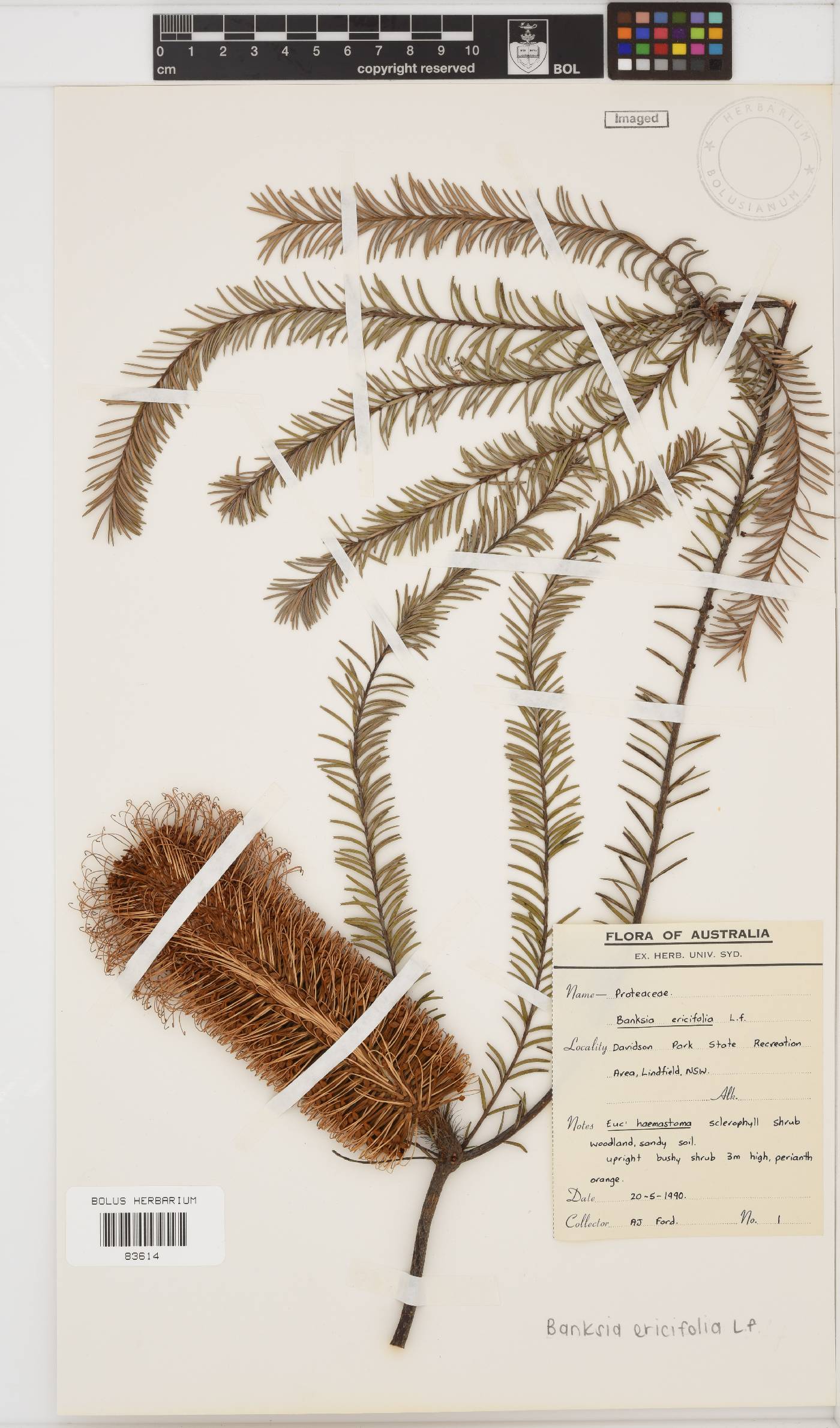 Banksia ericifolia image