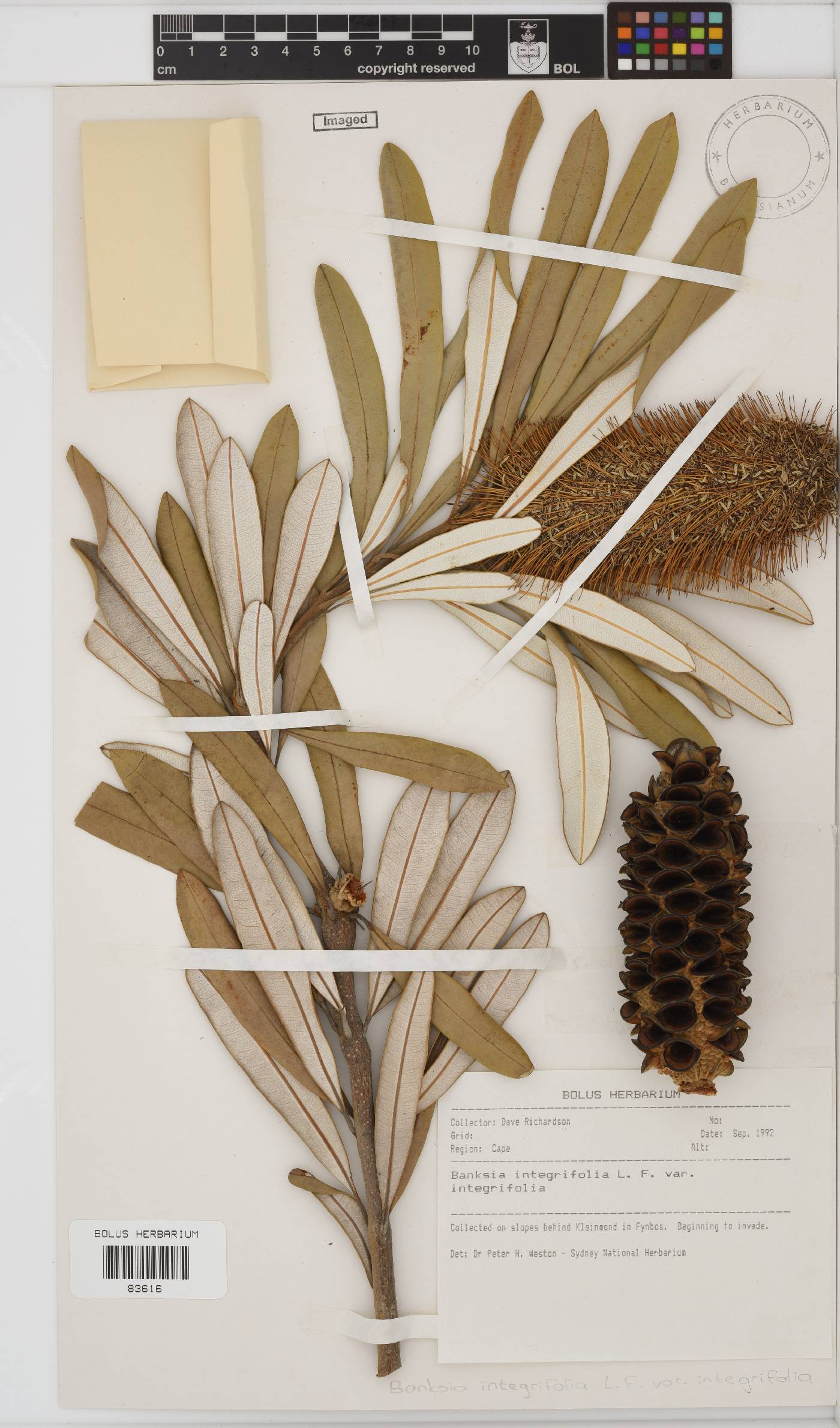 Banksia integrifolia var. integrifolia image