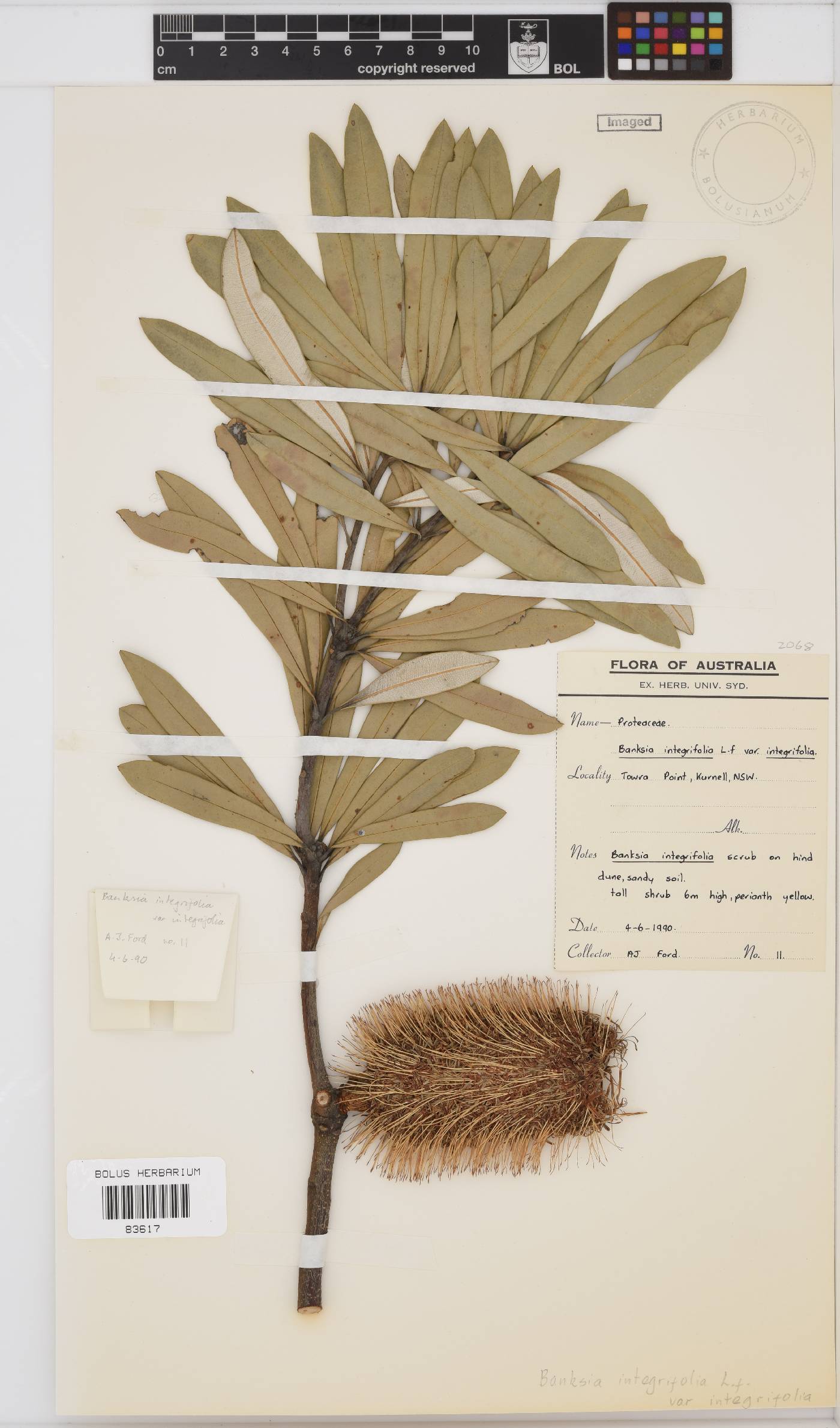 Banksia integrifolia image