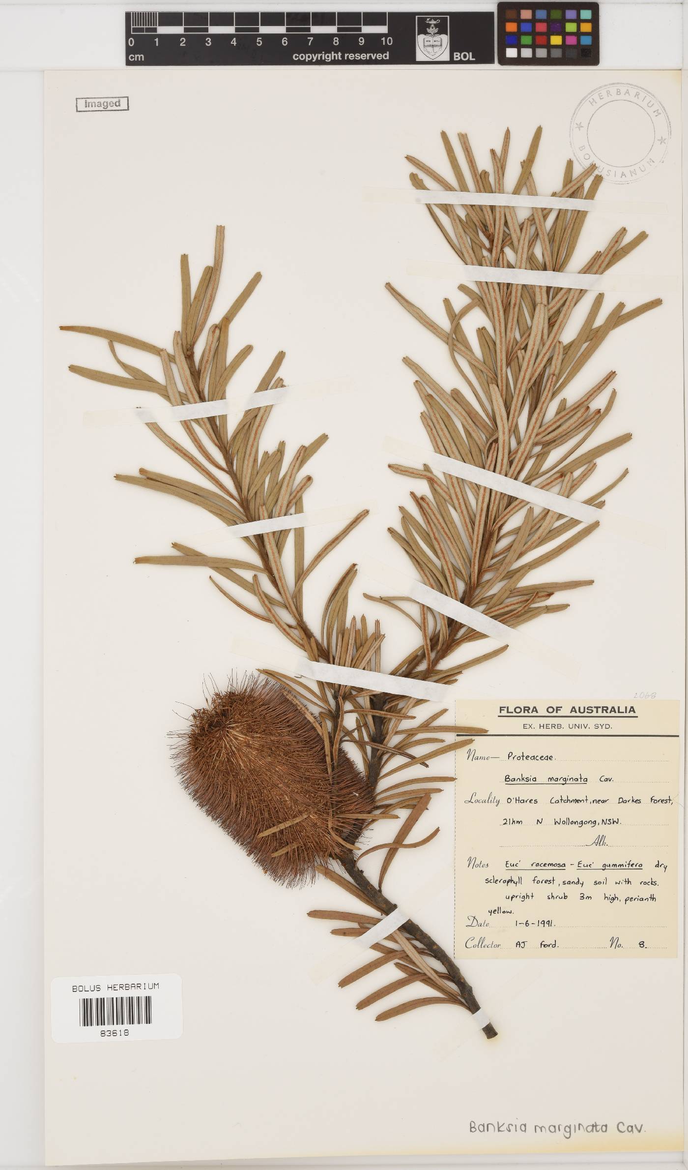 Banksia marginata image