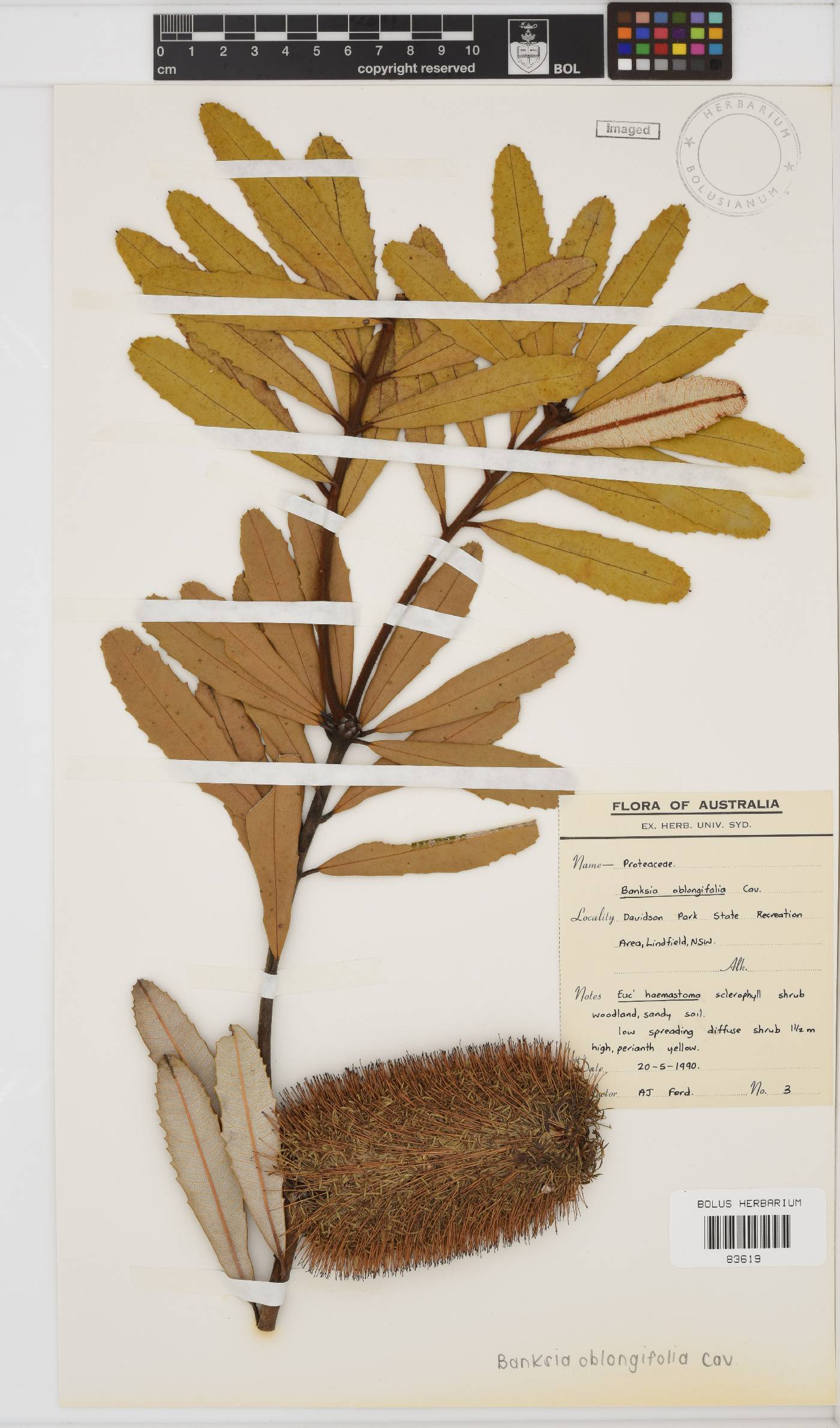 Banksia oblongifolia image