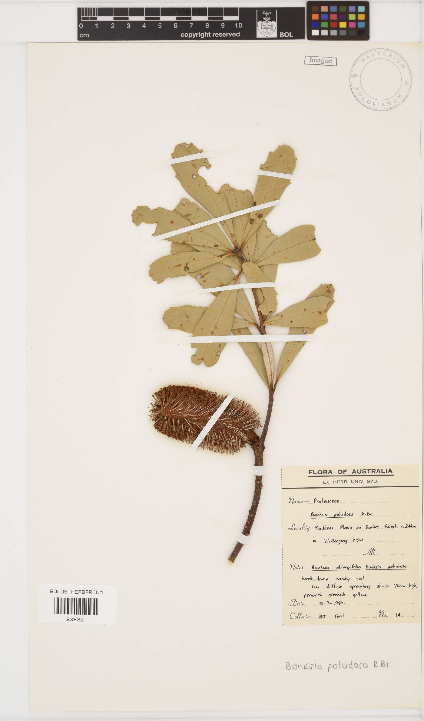 Banksia paludosa image