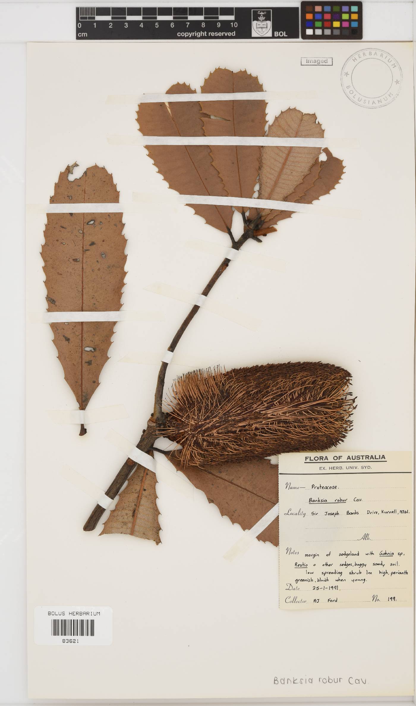 Banksia robur image
