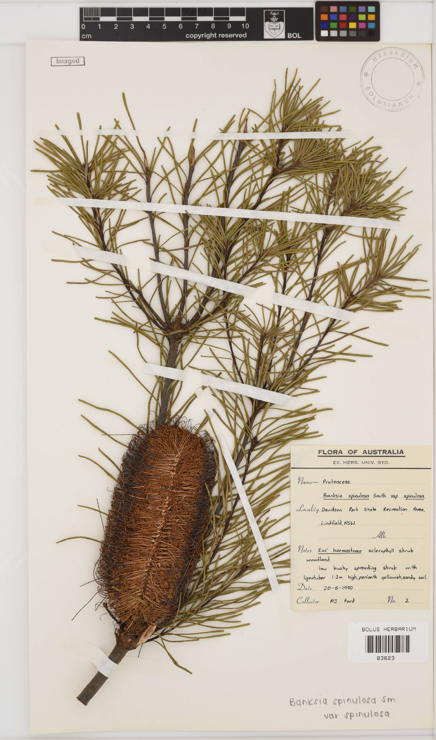 Banksia spinulosa var. spinulosa image