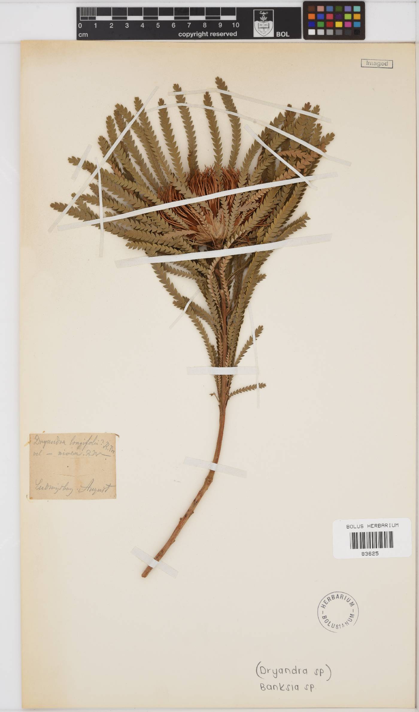 Banksia prolata image
