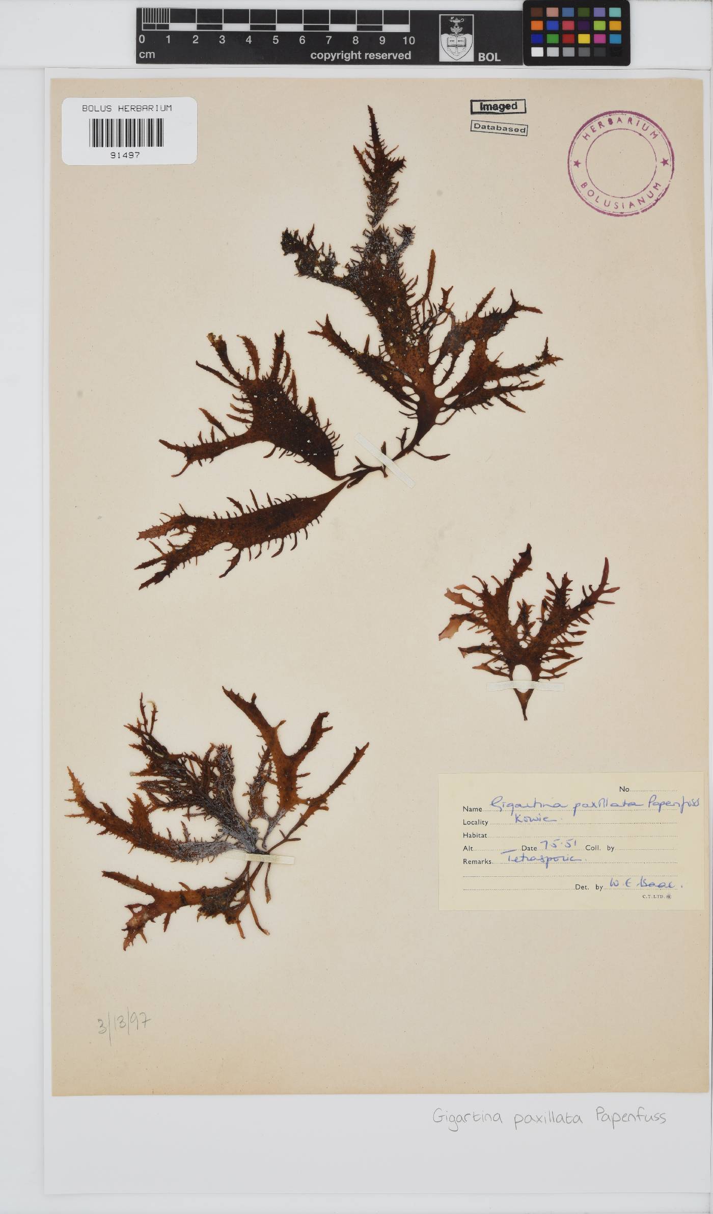 Gigartina paxillata image