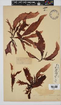 Gigartina polycarpa image