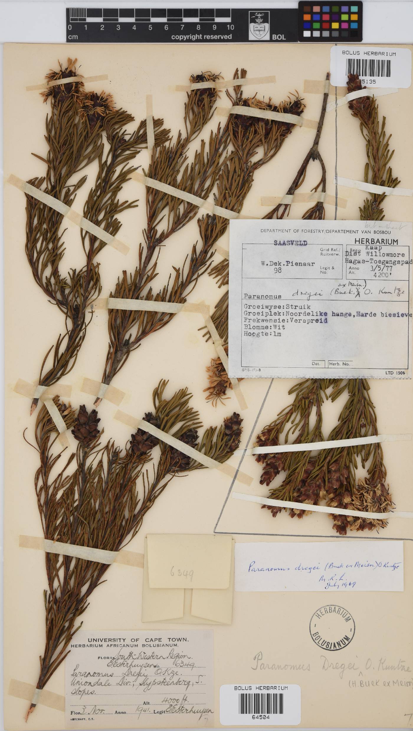 Paranomus dregei image