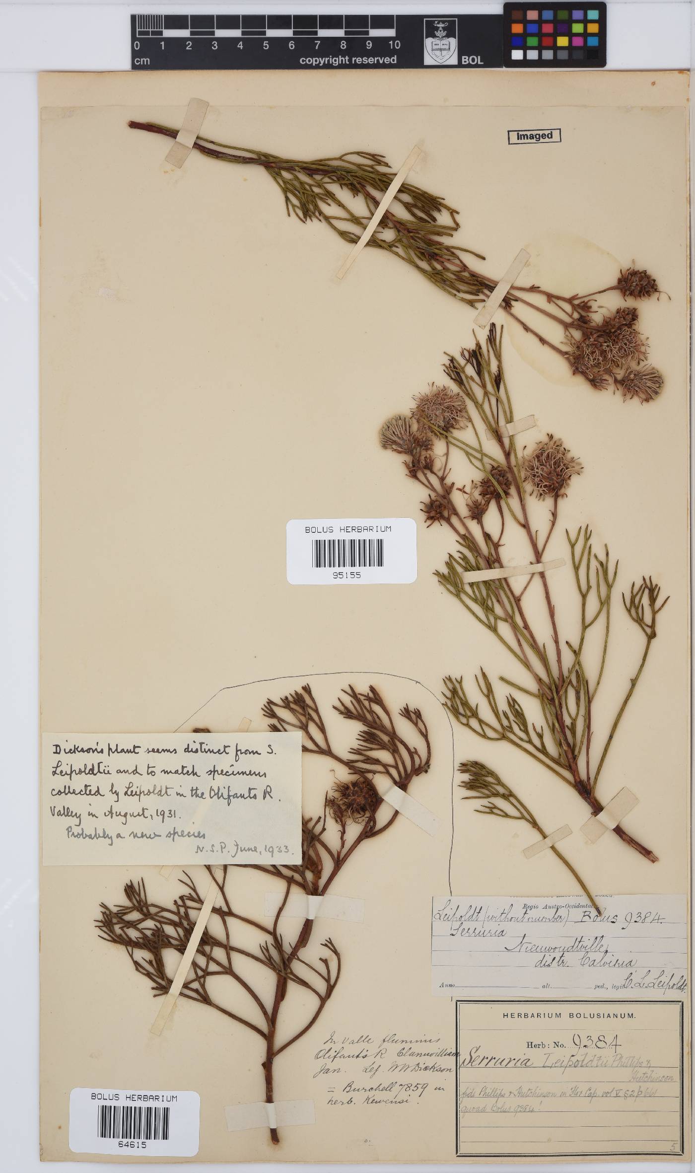 Serruria leipoldtii image