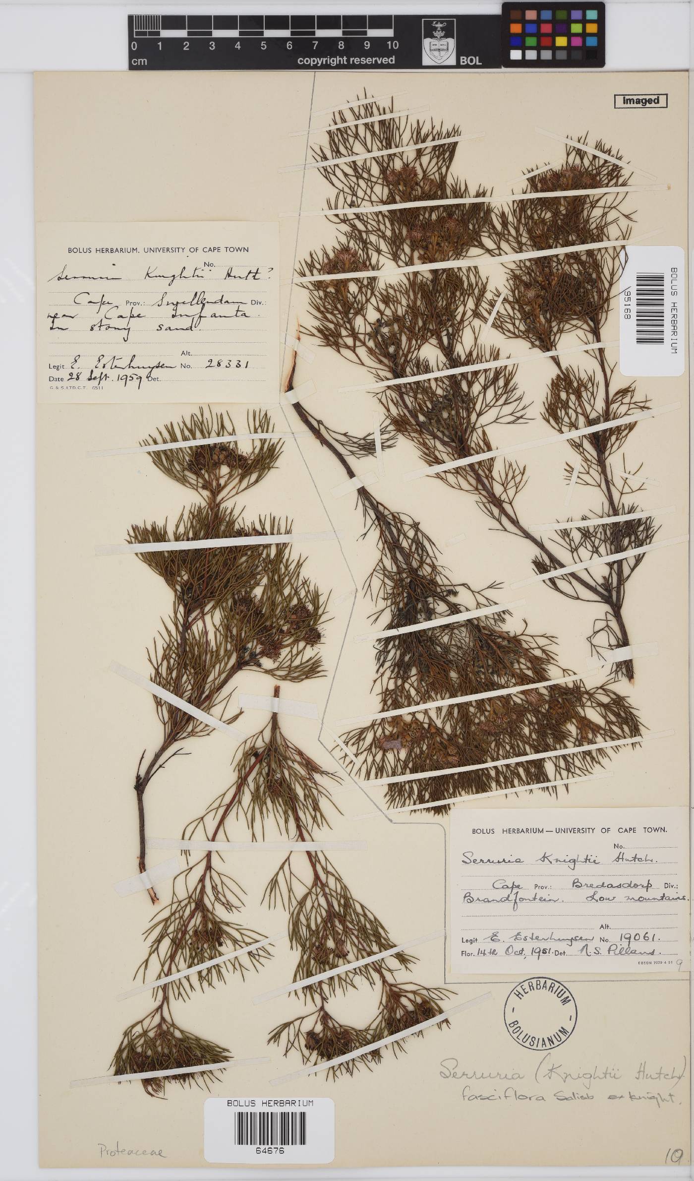 Serruria fasciflora image