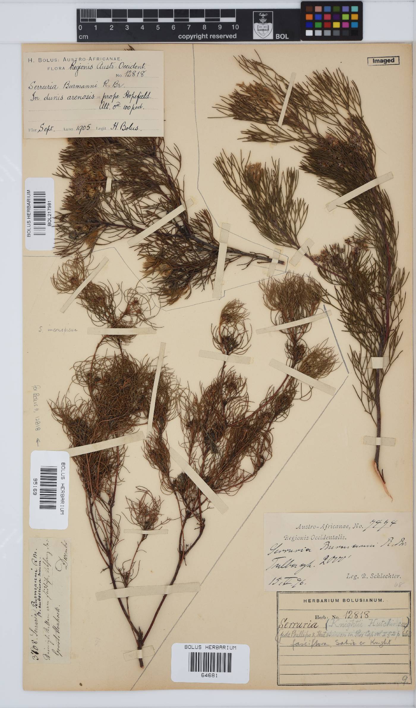 Serruria fasciflora image