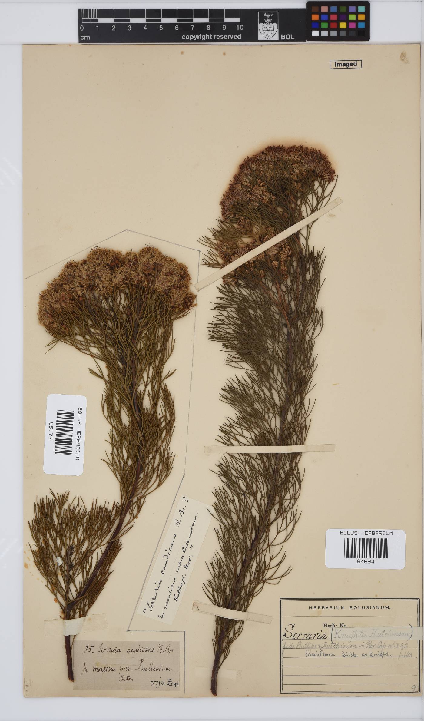 Serruria fasciflora image