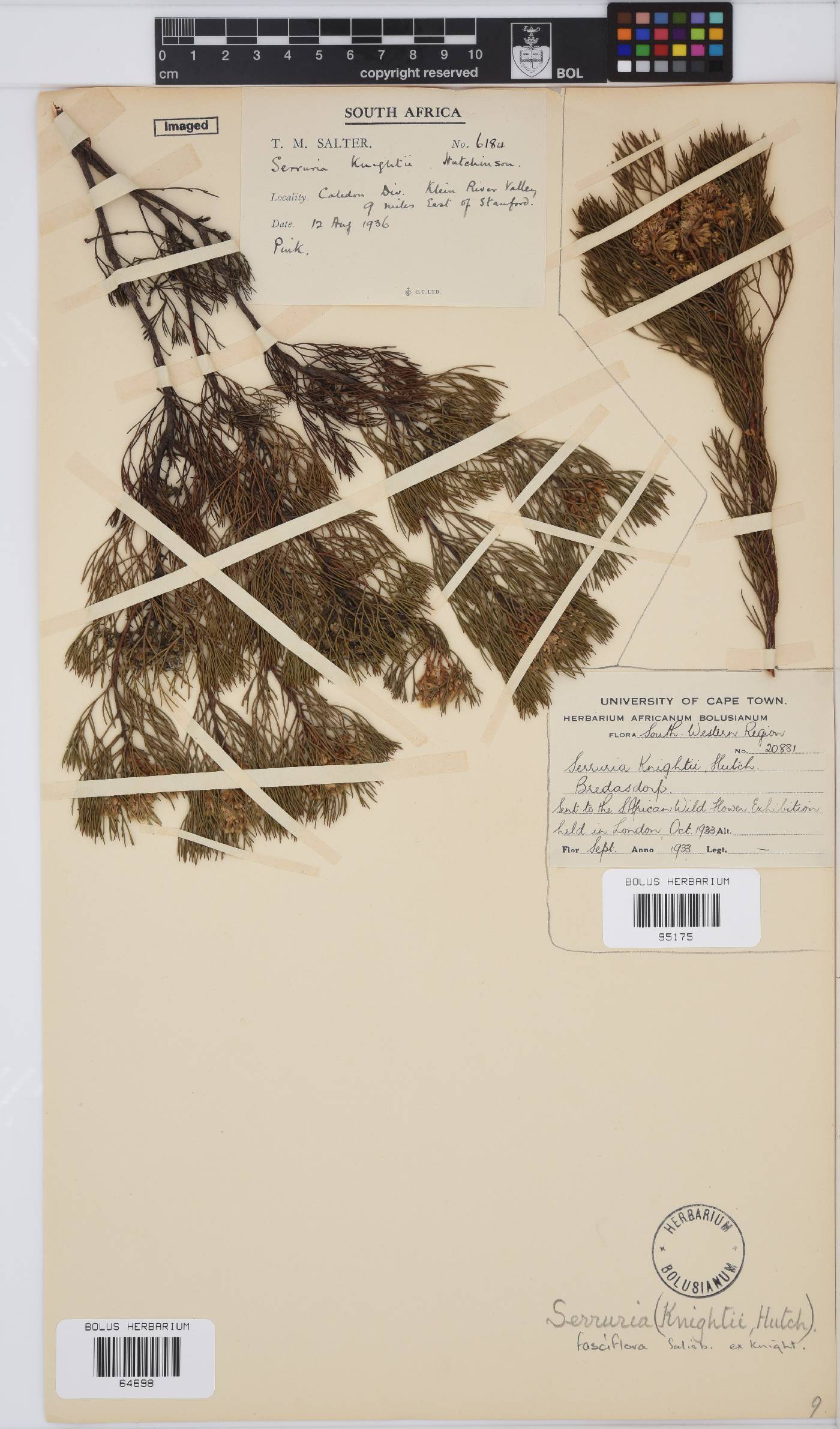 Serruria fasciflora image