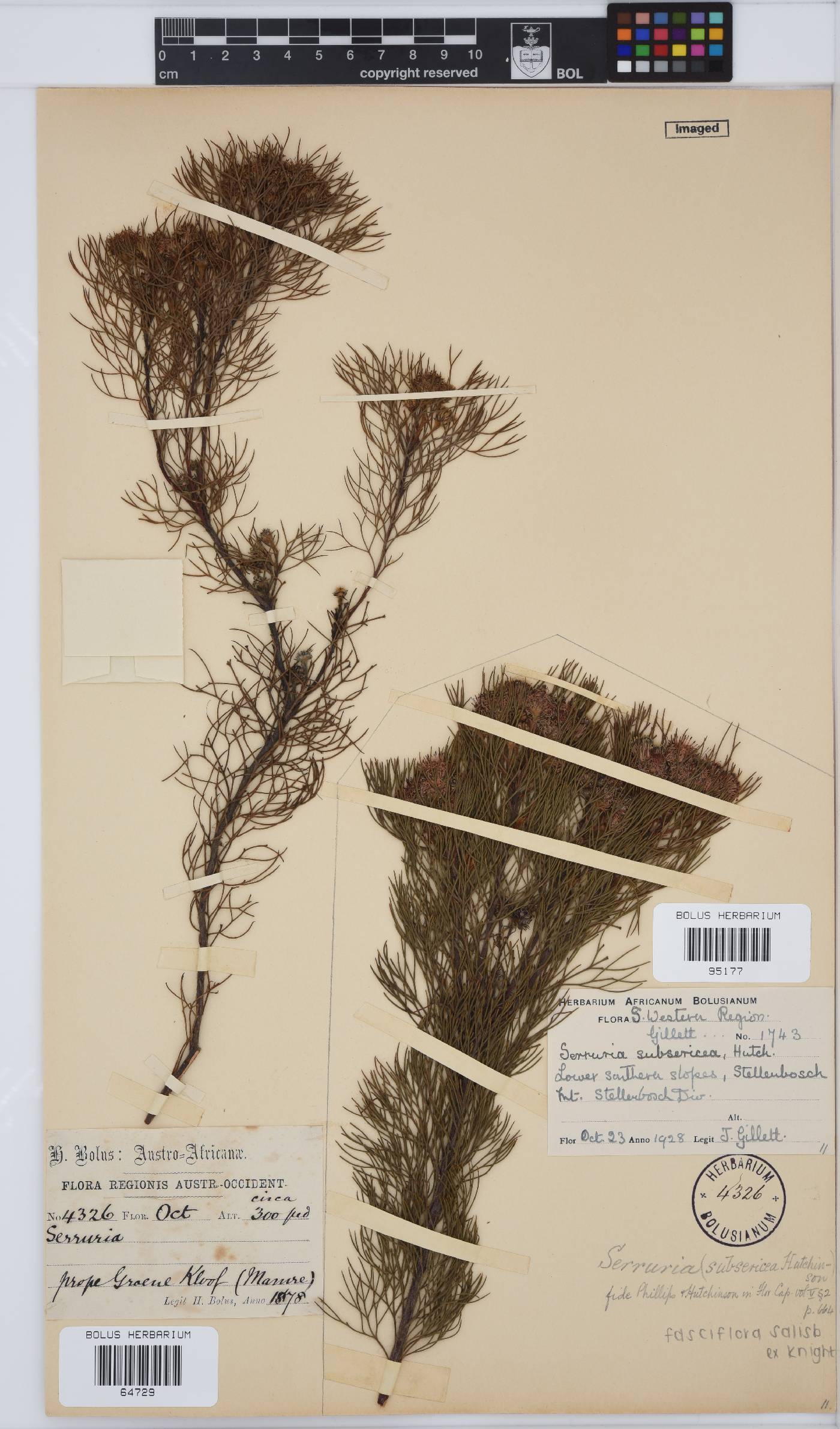 Serruria fasciflora image