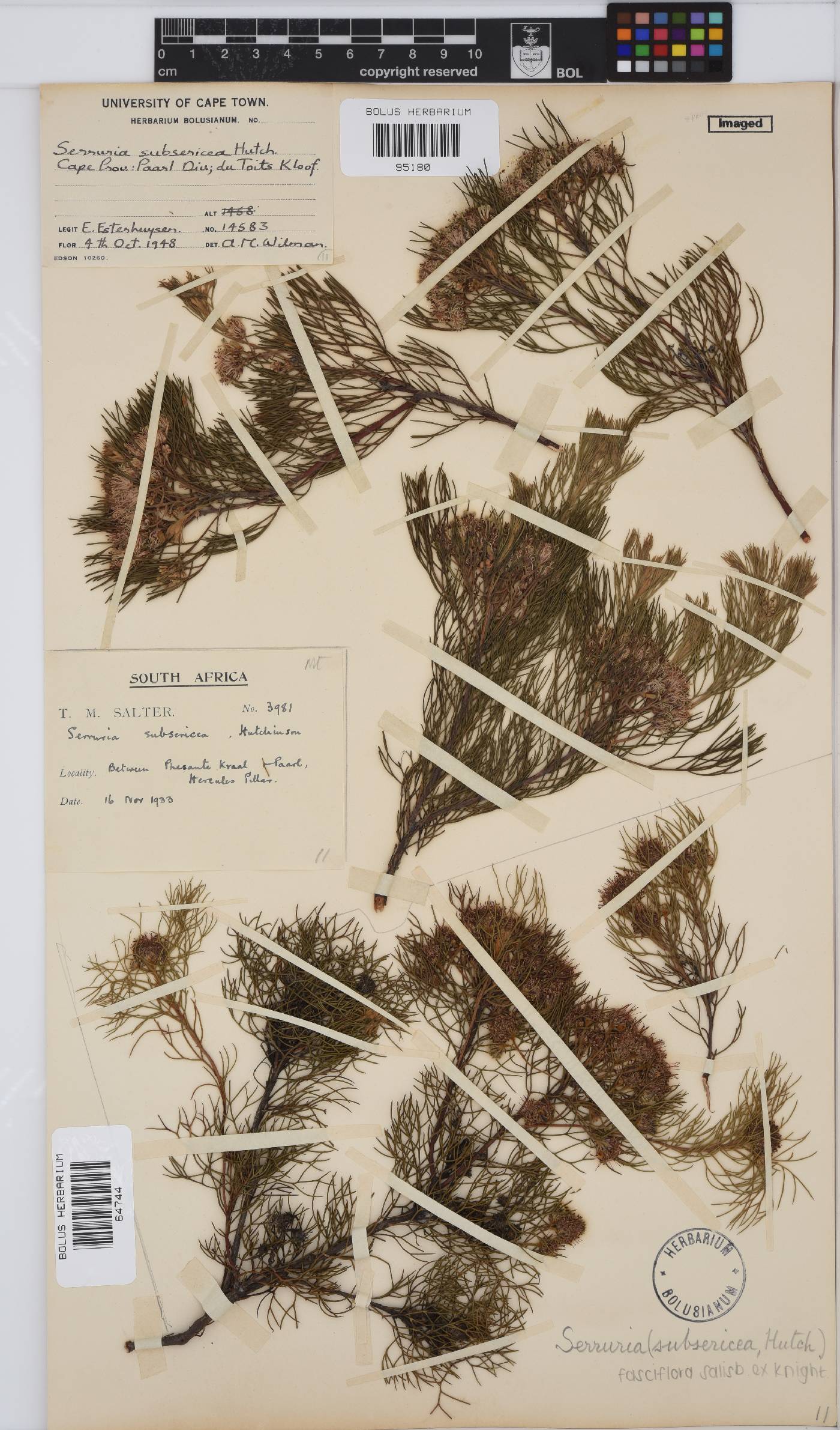 Serruria fasciflora image