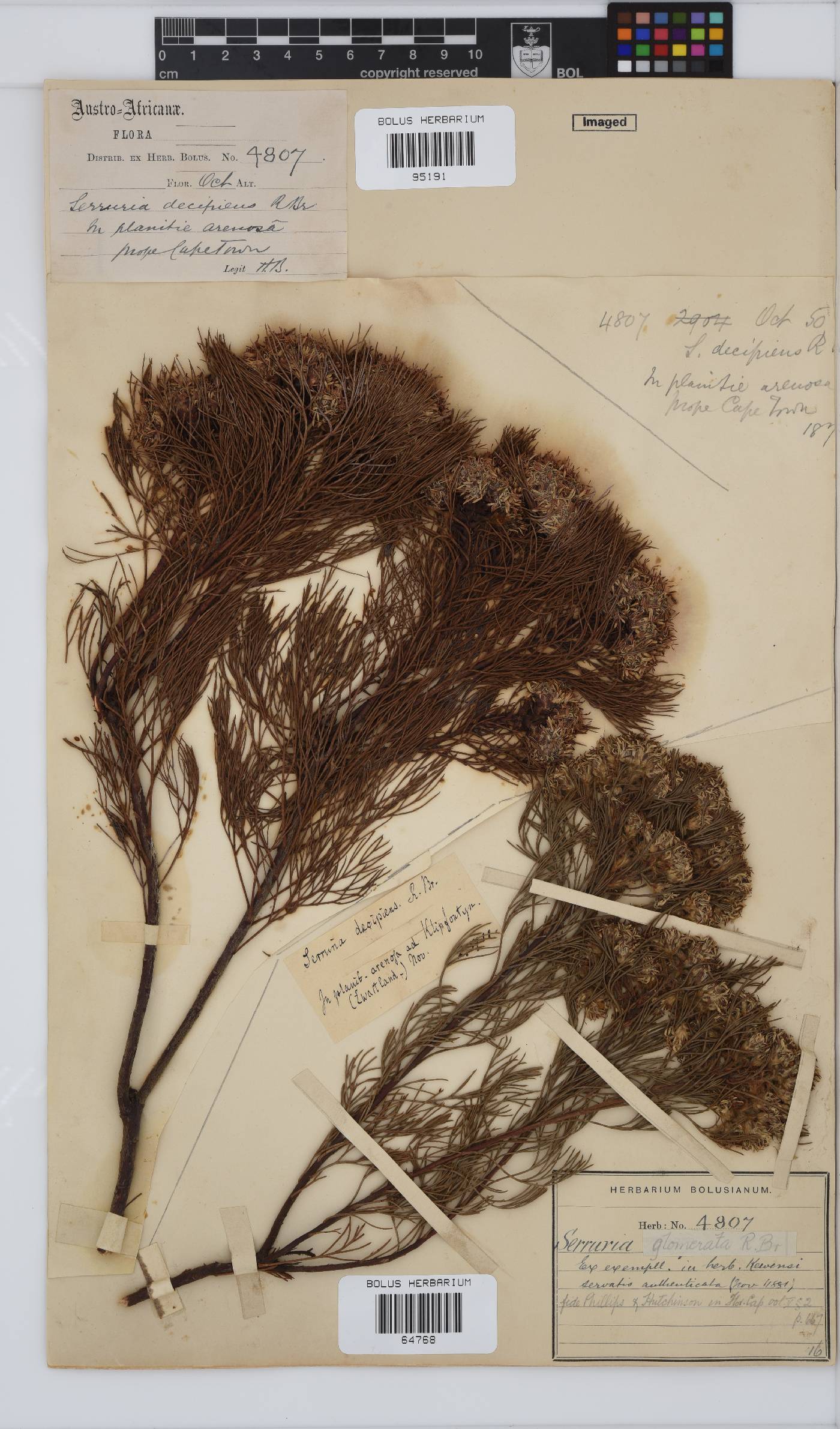 Serruria glomerata image